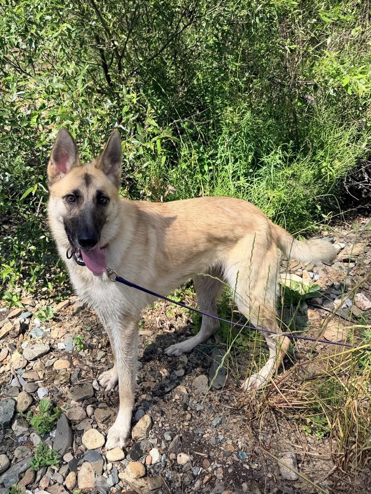 Lucy Lou, Adoptable, Young Female German Shepherd Dog.