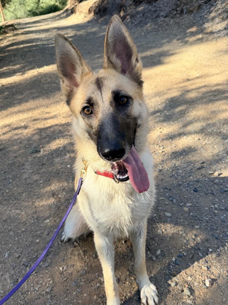 Lucy Lou, a Adoptable mixed breed in Shingle Springs, CA image 2/4