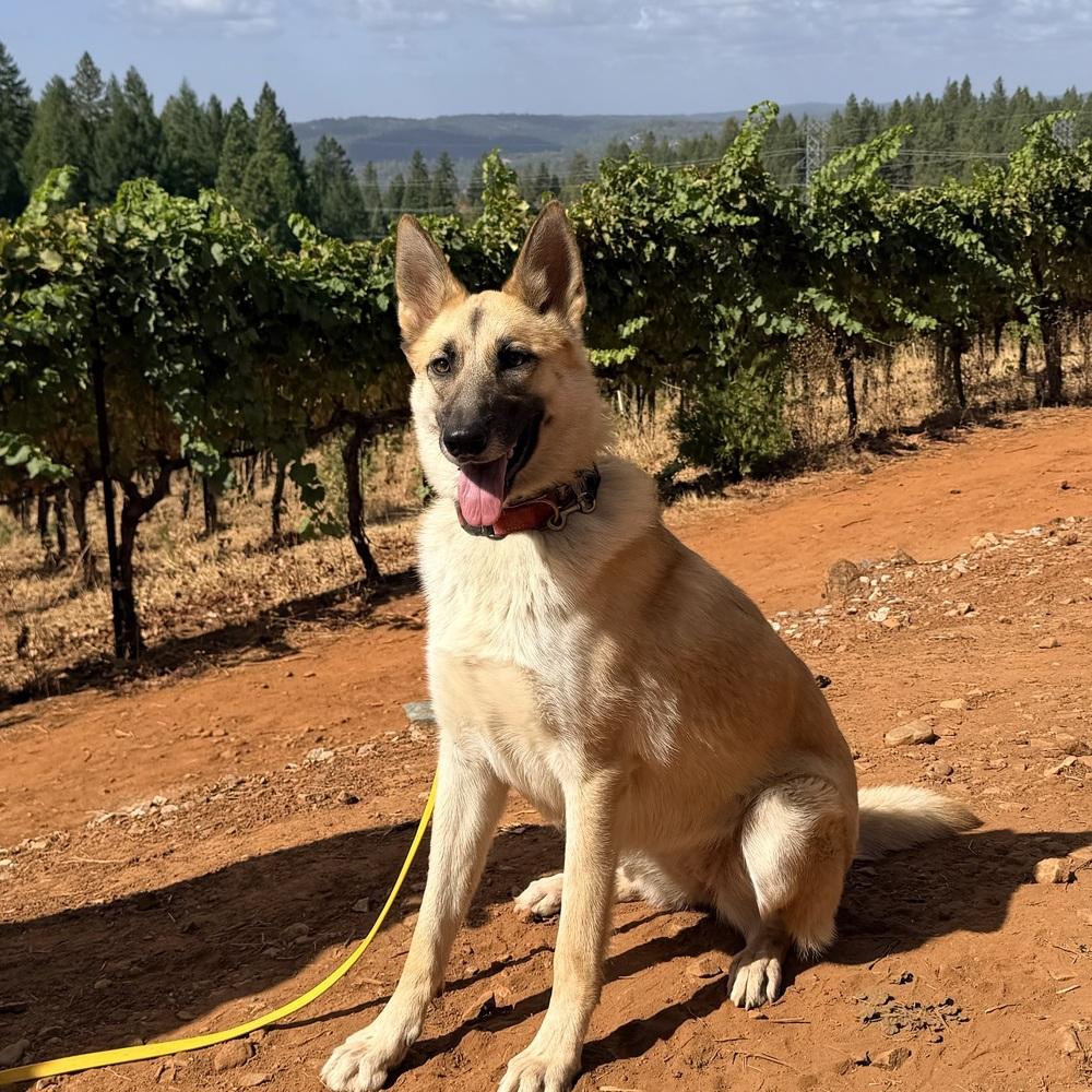 Enlarge Lucy Lou, a Adoptable mixed breed in Shingle Springs, CA image 1/6