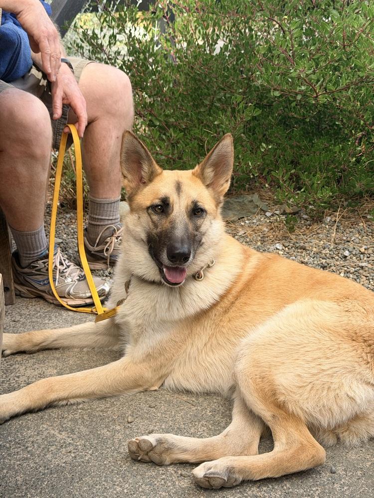 Enlarge Lucy Lou, a Adoptable mixed breed in Shingle Springs, CA image 2/6
