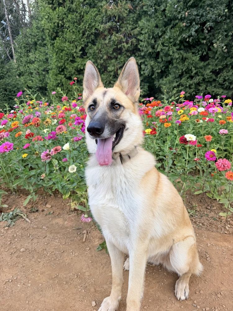 Enlarge Lucy Lou, a Adoptable mixed breed in Shingle Springs, CA image 4/6