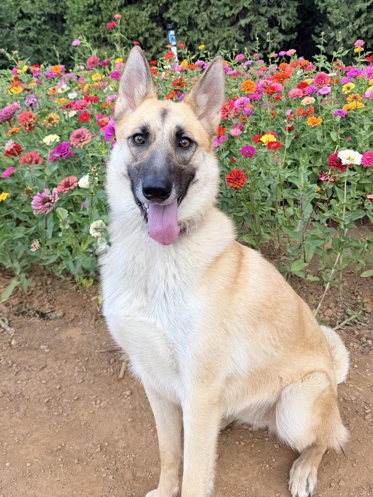 Enlarge Lucy Lou, a Adoptable mixed breed in Shingle Springs, CA image 5/6