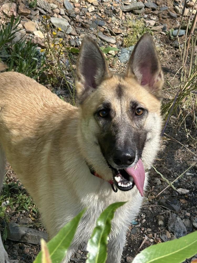 Lucy Lou, a Adoptable mixed breed in Shingle Springs, CA image 3/4