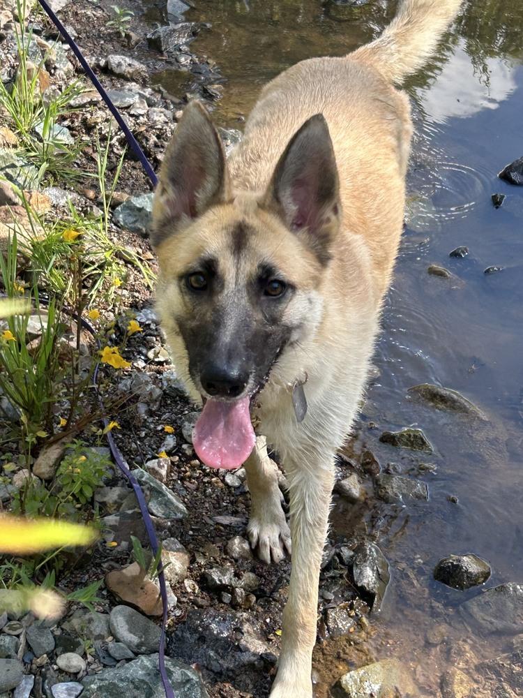 Lucy Lou, a Adoptable mixed breed in Shingle Springs, CA image 4/4