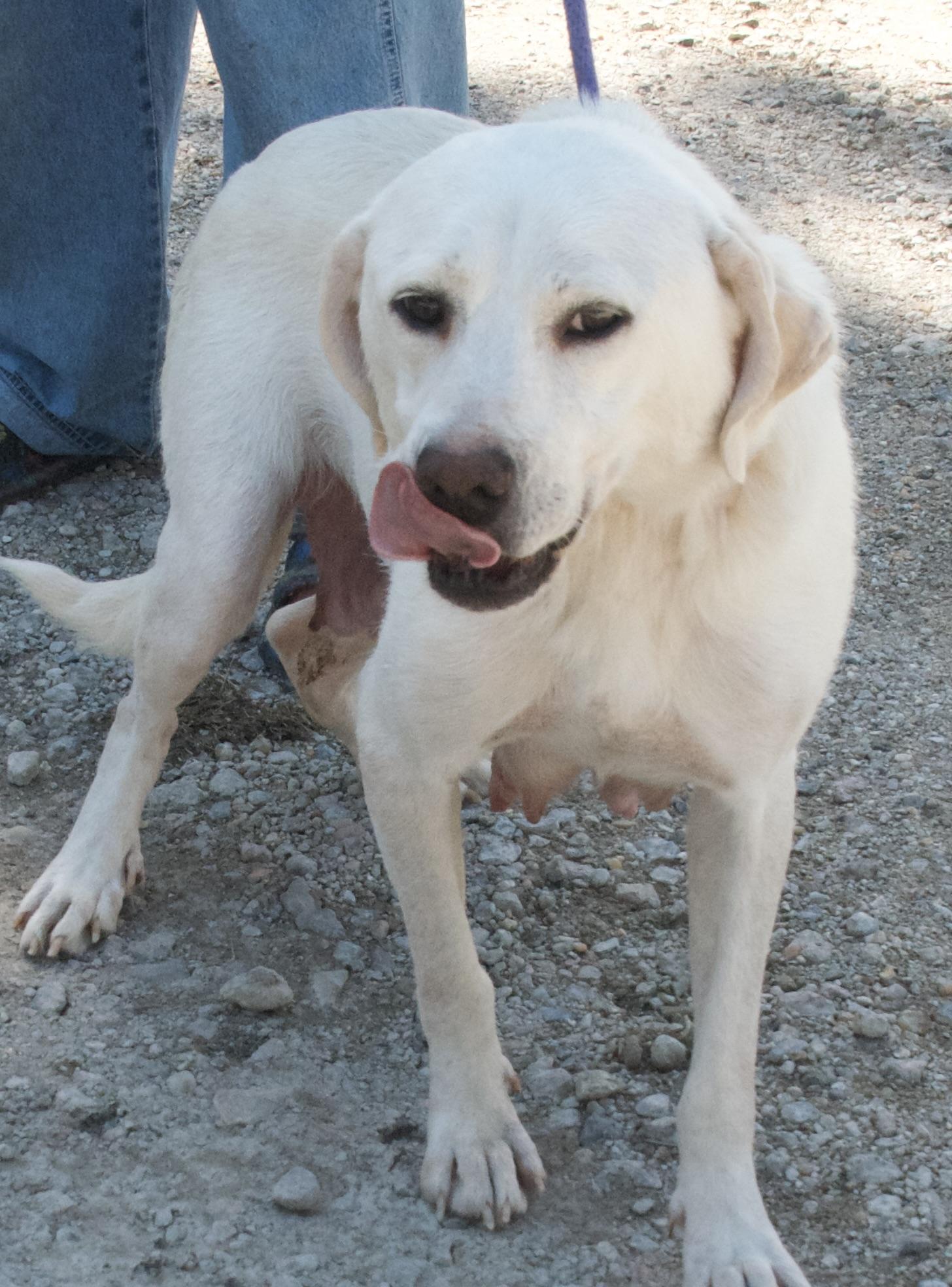 Tangina, a Adoptable mixed breed in Gloucester, VA image 5/5