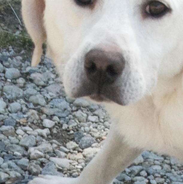 Tangina, a Adoptable mixed breed in Gloucester, VA image 3/5