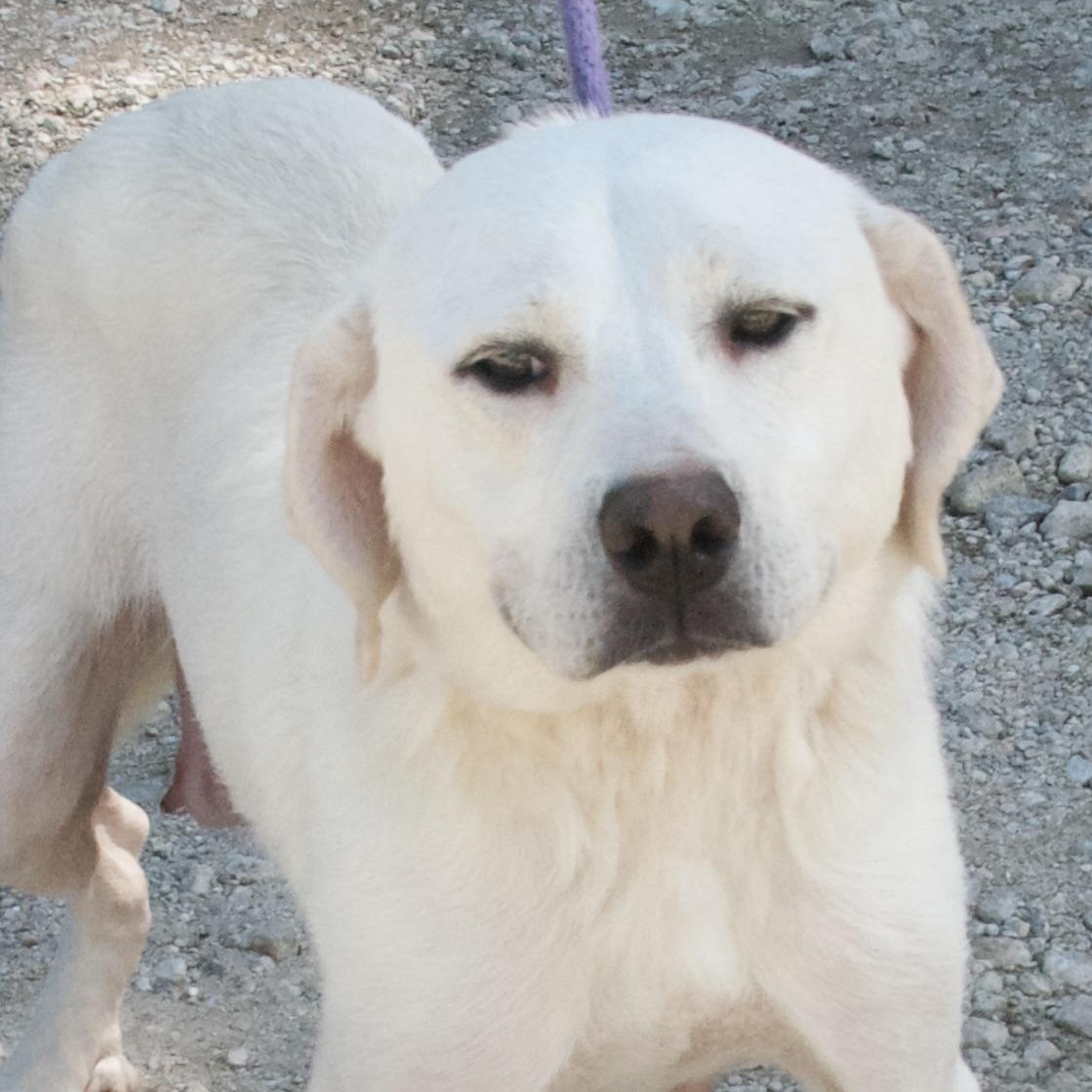 Tangina, a Adoptable mixed breed in Gloucester, VA image 4/5