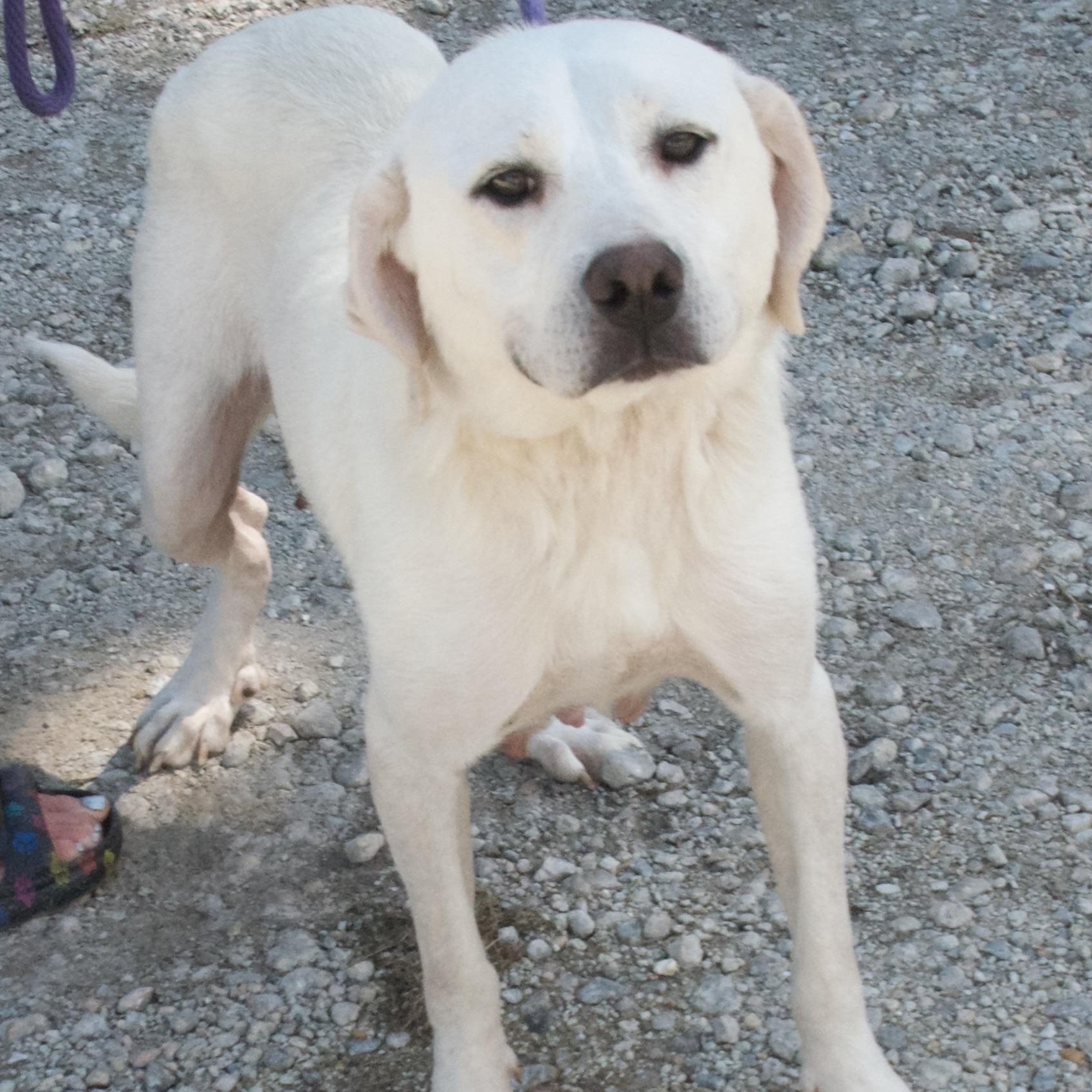 Tangina, Adoptable, Adult Female Labrador Retriever & Great Pyrenees.