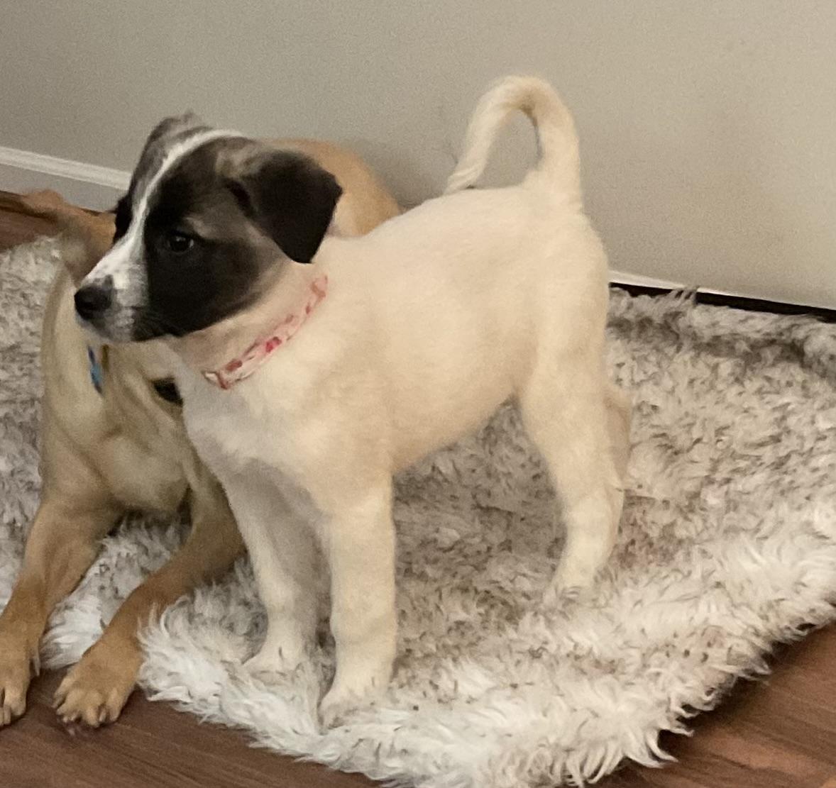 Lucy - in New England , ADOPTABLE, Puppy Female Mixed Breed.