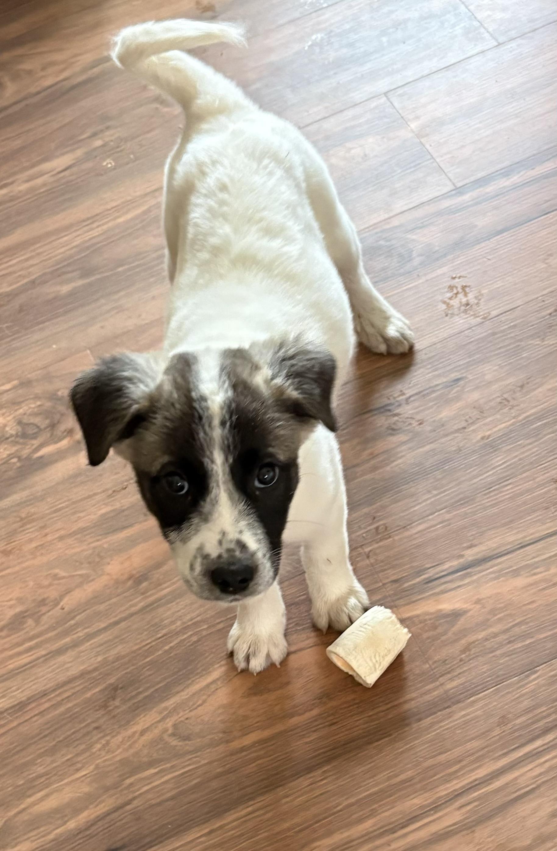 Lucy - in New England , a ADOPTABLE Mixed Breed in Mashpee, MA image 3/3