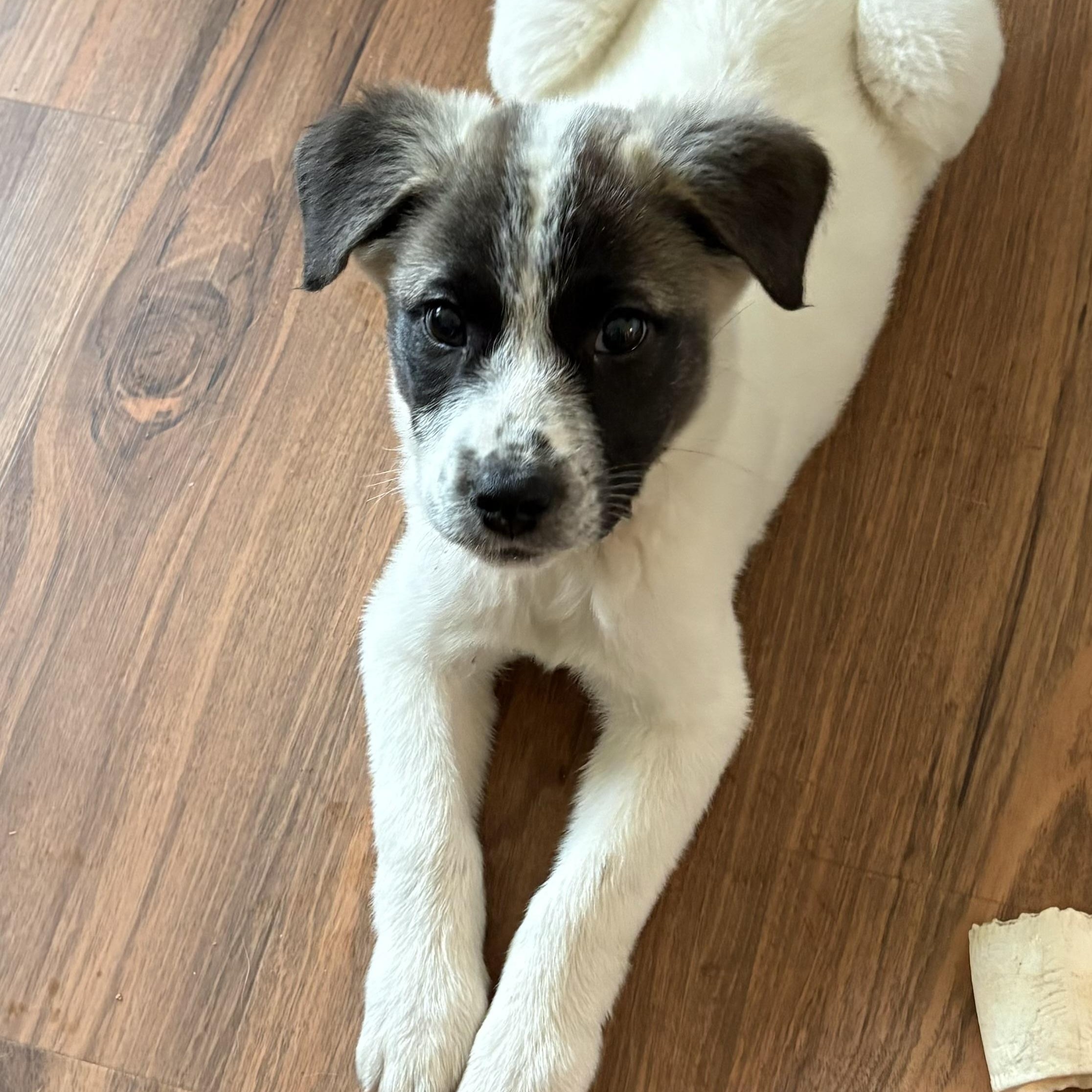 Enlarge Lucy - in New England , a ADOPTABLE Mixed Breed in Wellesley , MA image 2/6