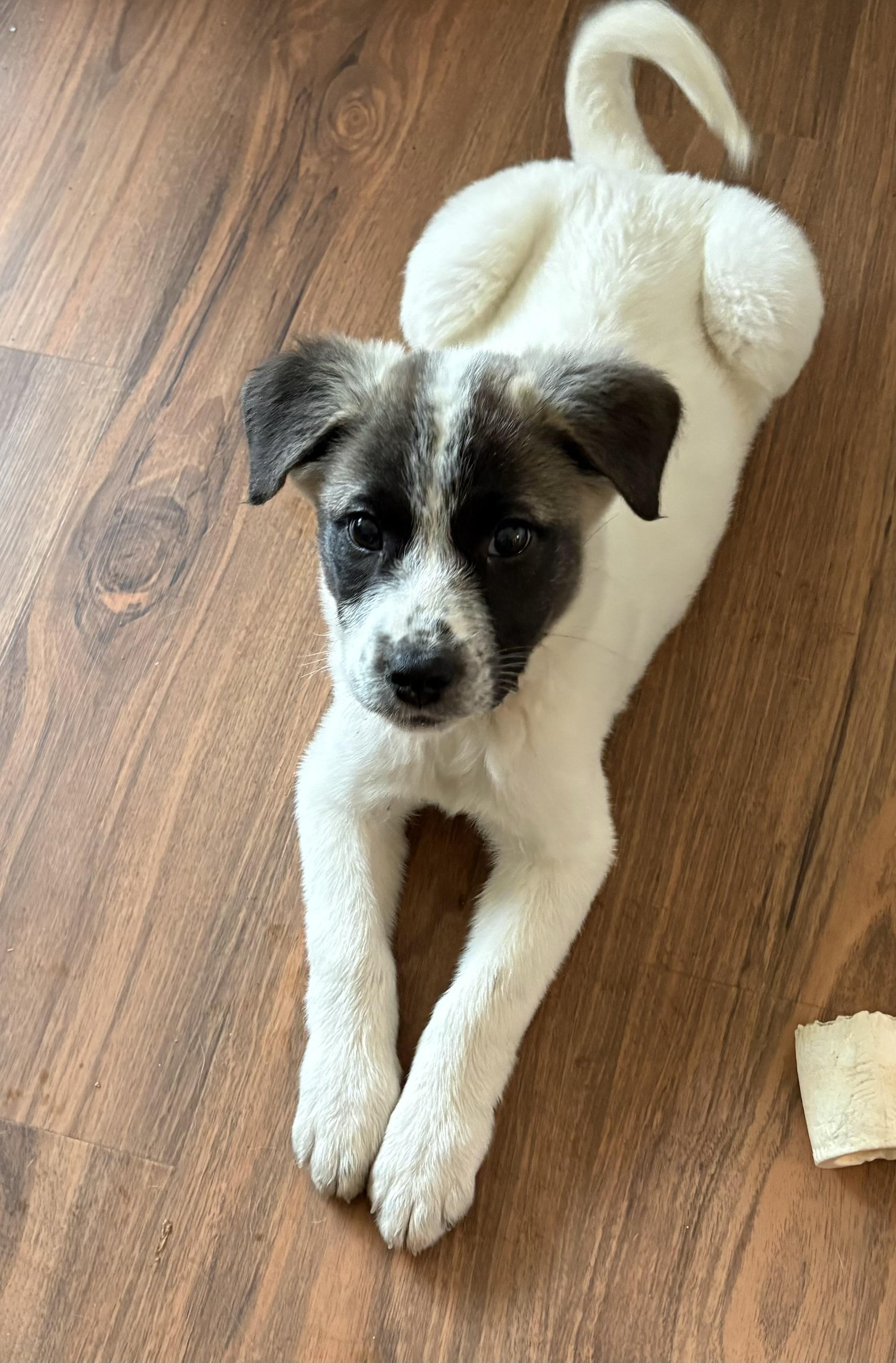 Lucy - in New England , a ADOPTABLE Mixed Breed in Mashpee, MA image 2/3