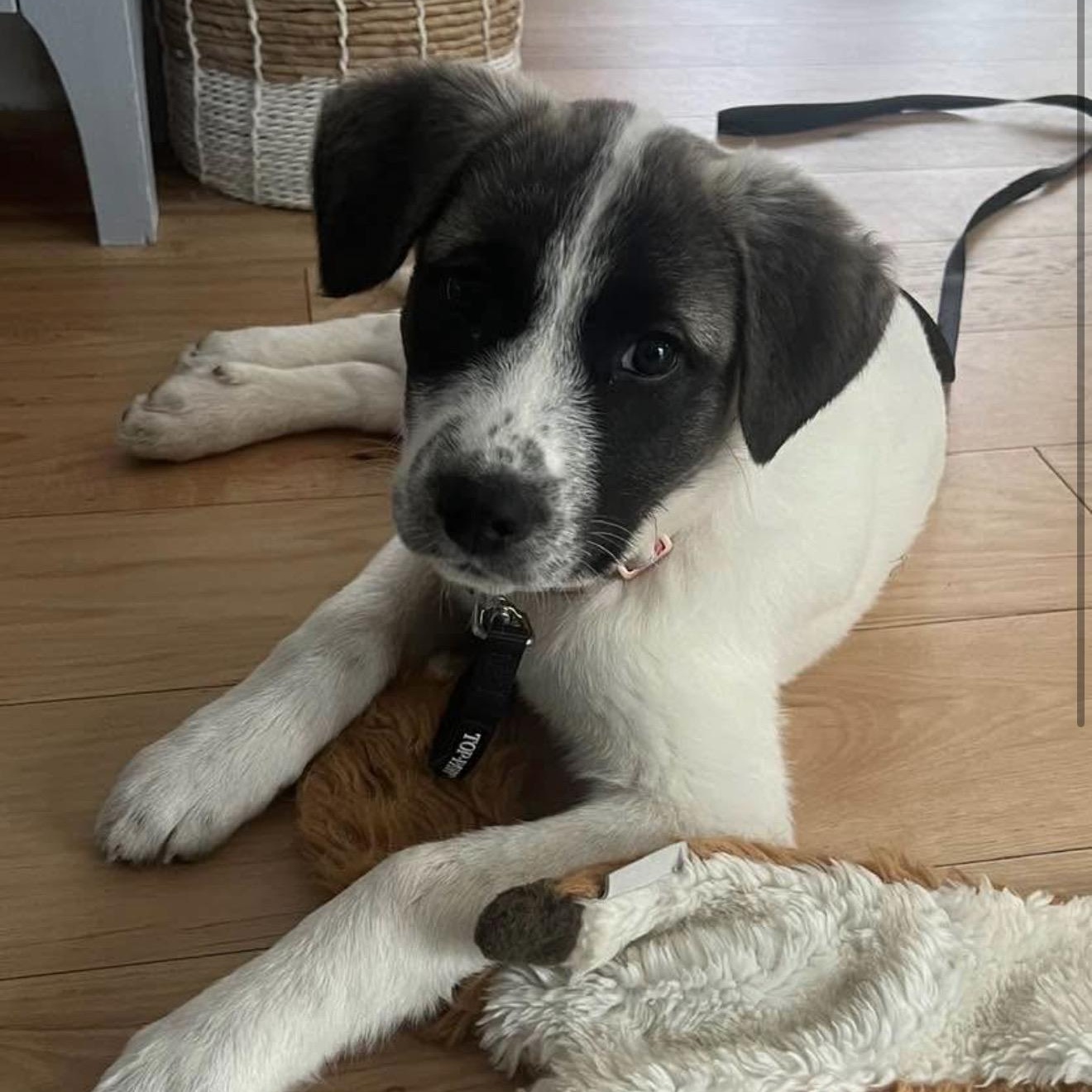 Enlarge Lucy - in New England , a ADOPTABLE Mixed Breed in Wellesley , MA image 3/6