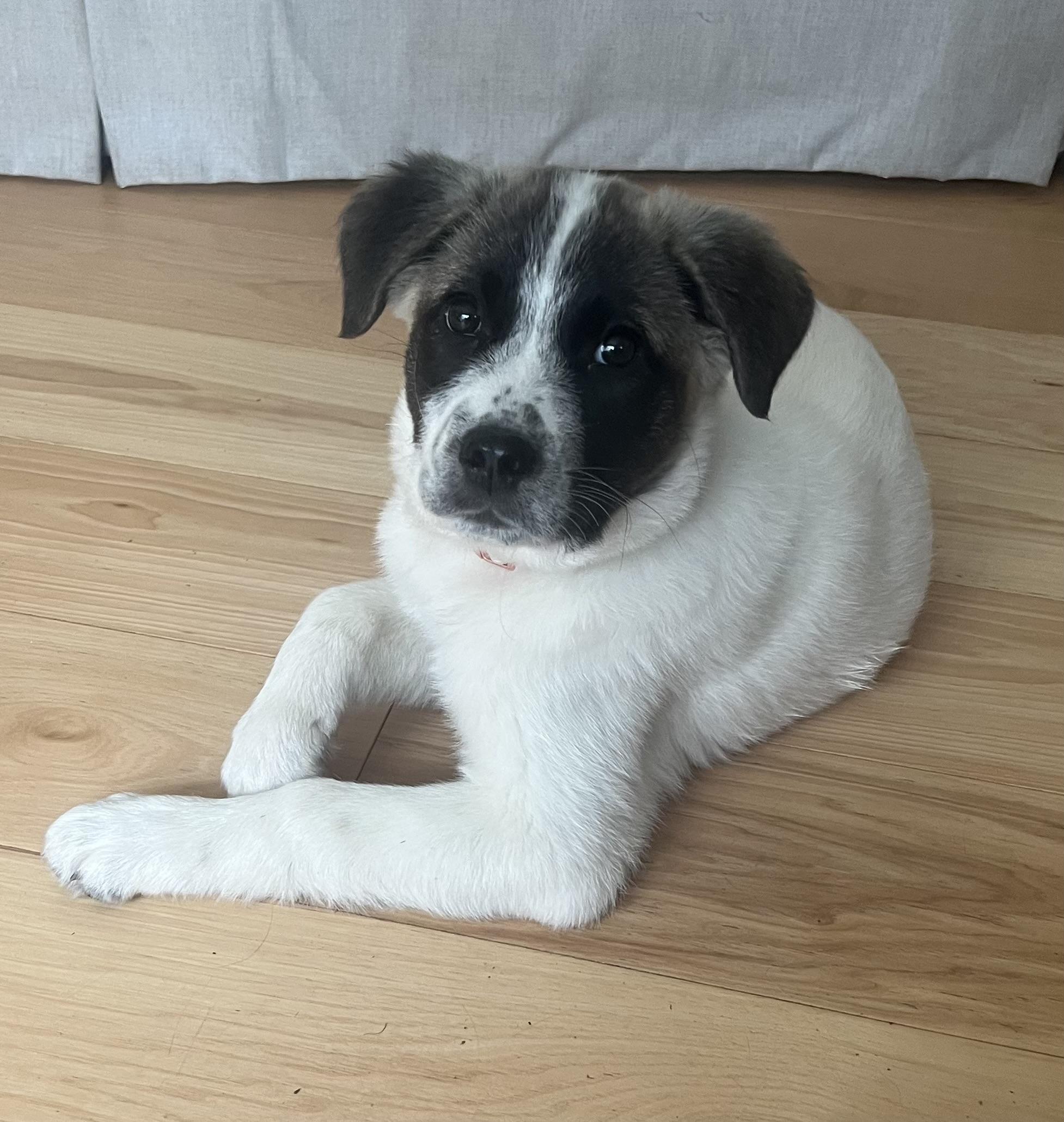 Enlarge Lucy - in New England , a ADOPTABLE Mixed Breed in Wellesley , MA image 6/6