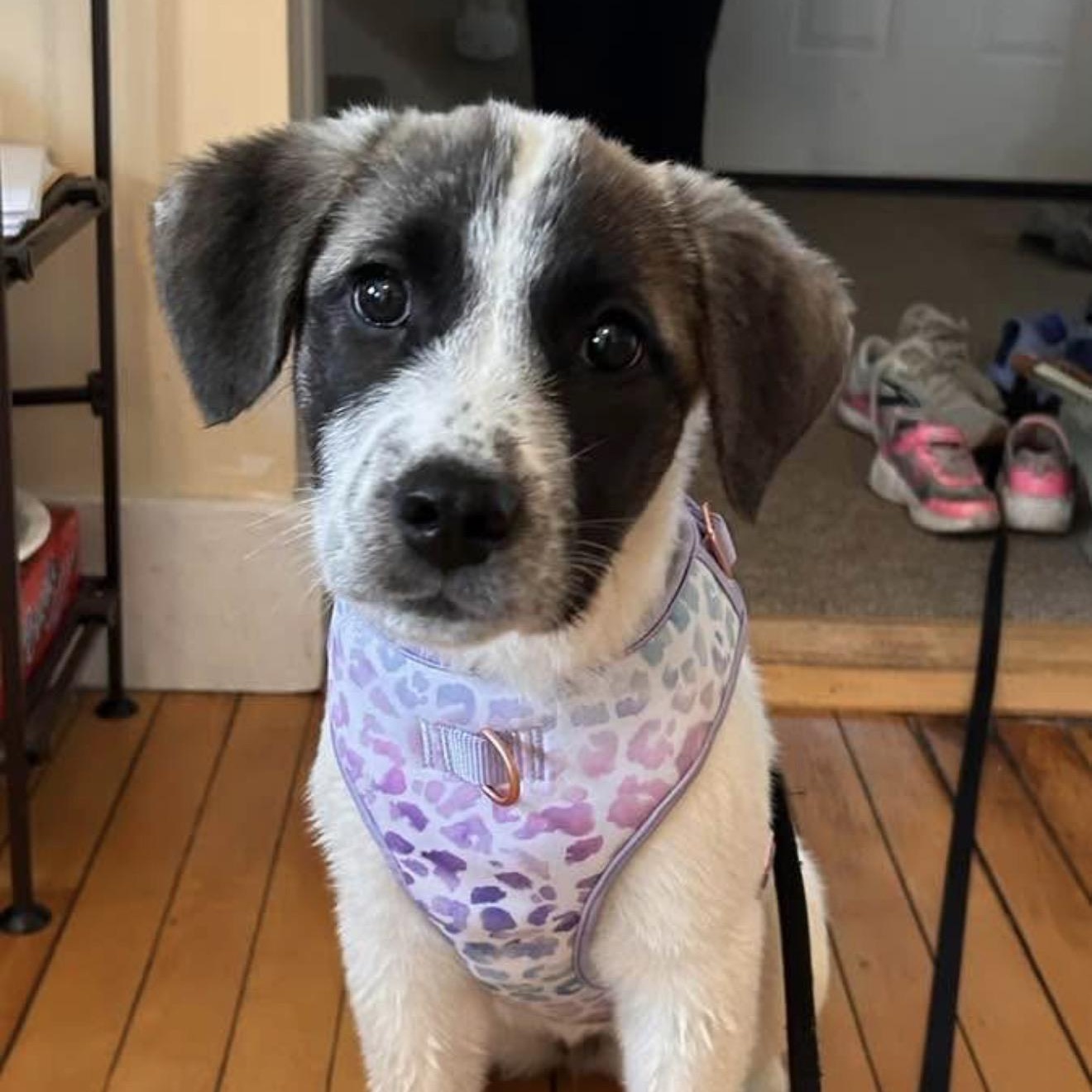 Enlarge Lucy - in New England , a ADOPTABLE Mixed Breed in Wellesley , MA image 1/6