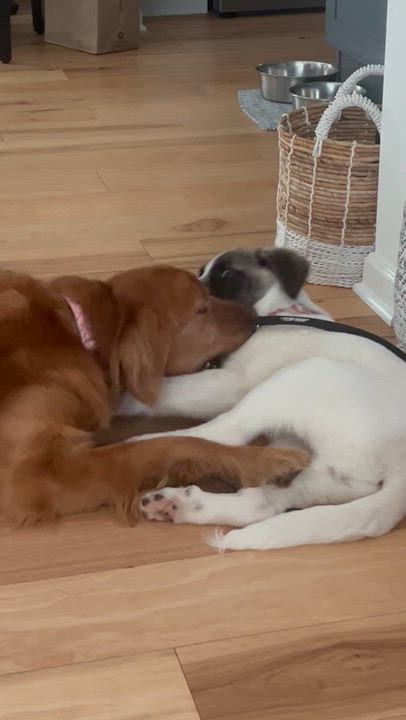 Enlarge Lucy - in New England , a ADOPTABLE Mixed Breed in Wellesley , MA video 4/6