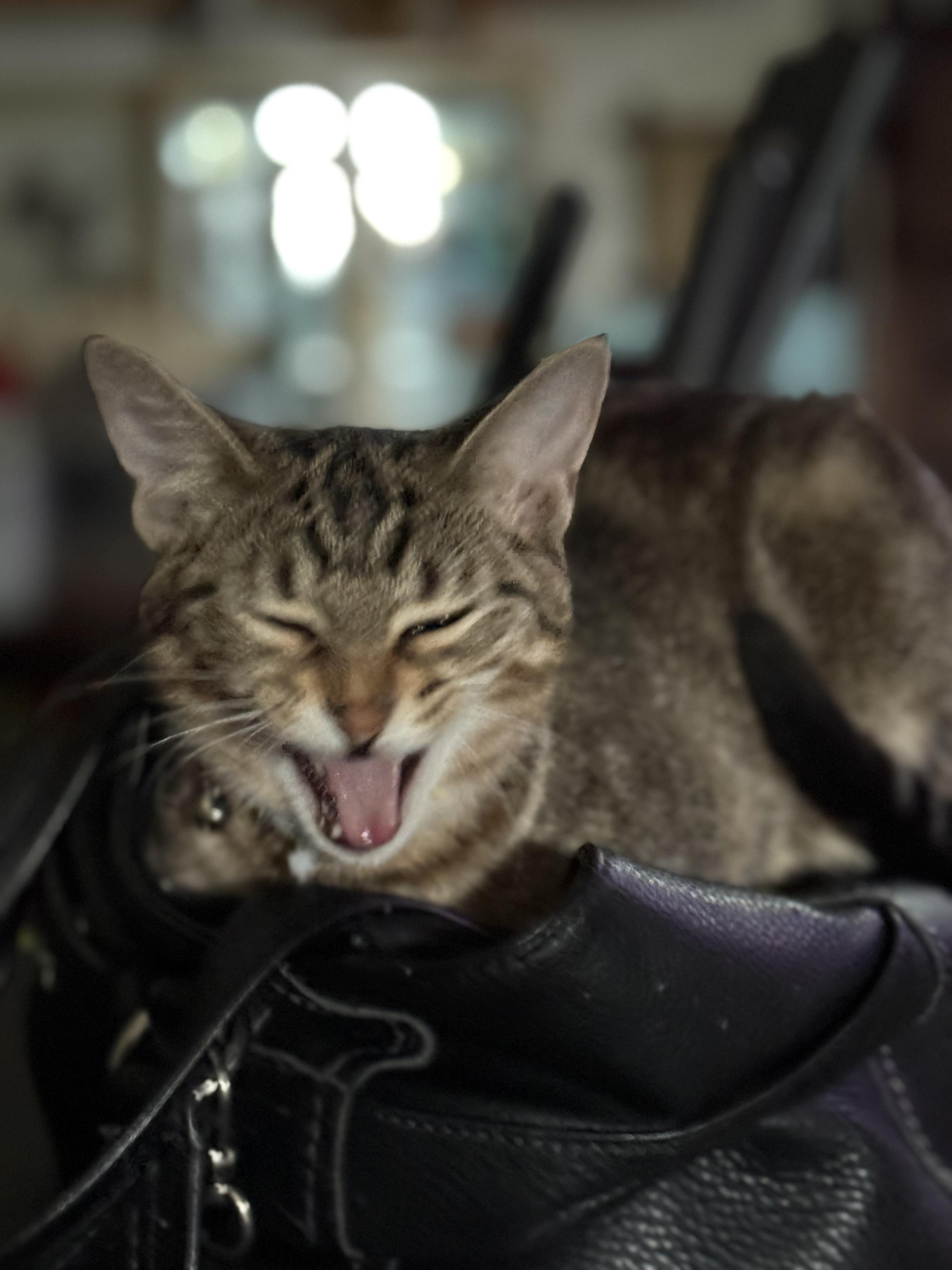 MILLIE, a Adoptable mixed breed in Houston, TX image 2/5