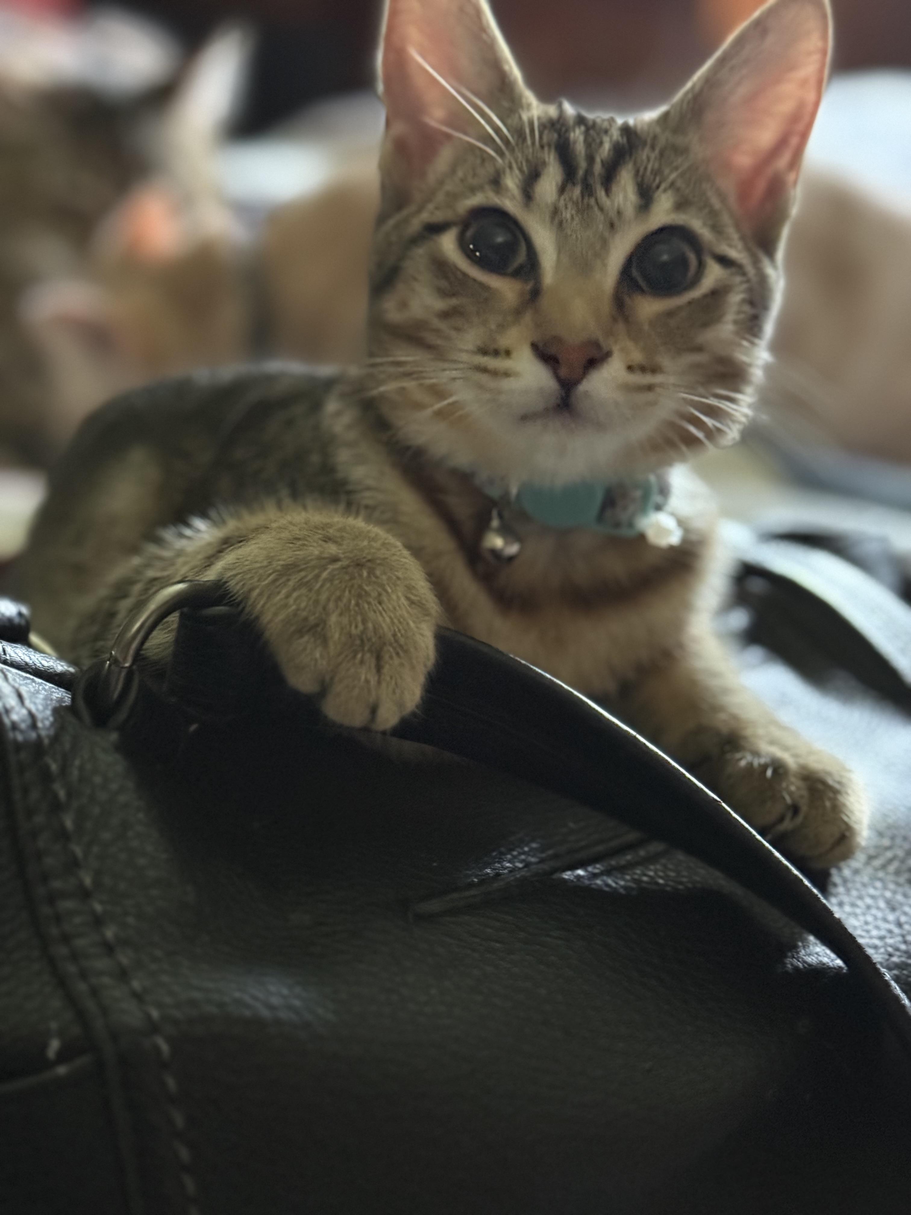 MILLIE, Adoptable, Young Female Domestic Short Hair & Tabby.