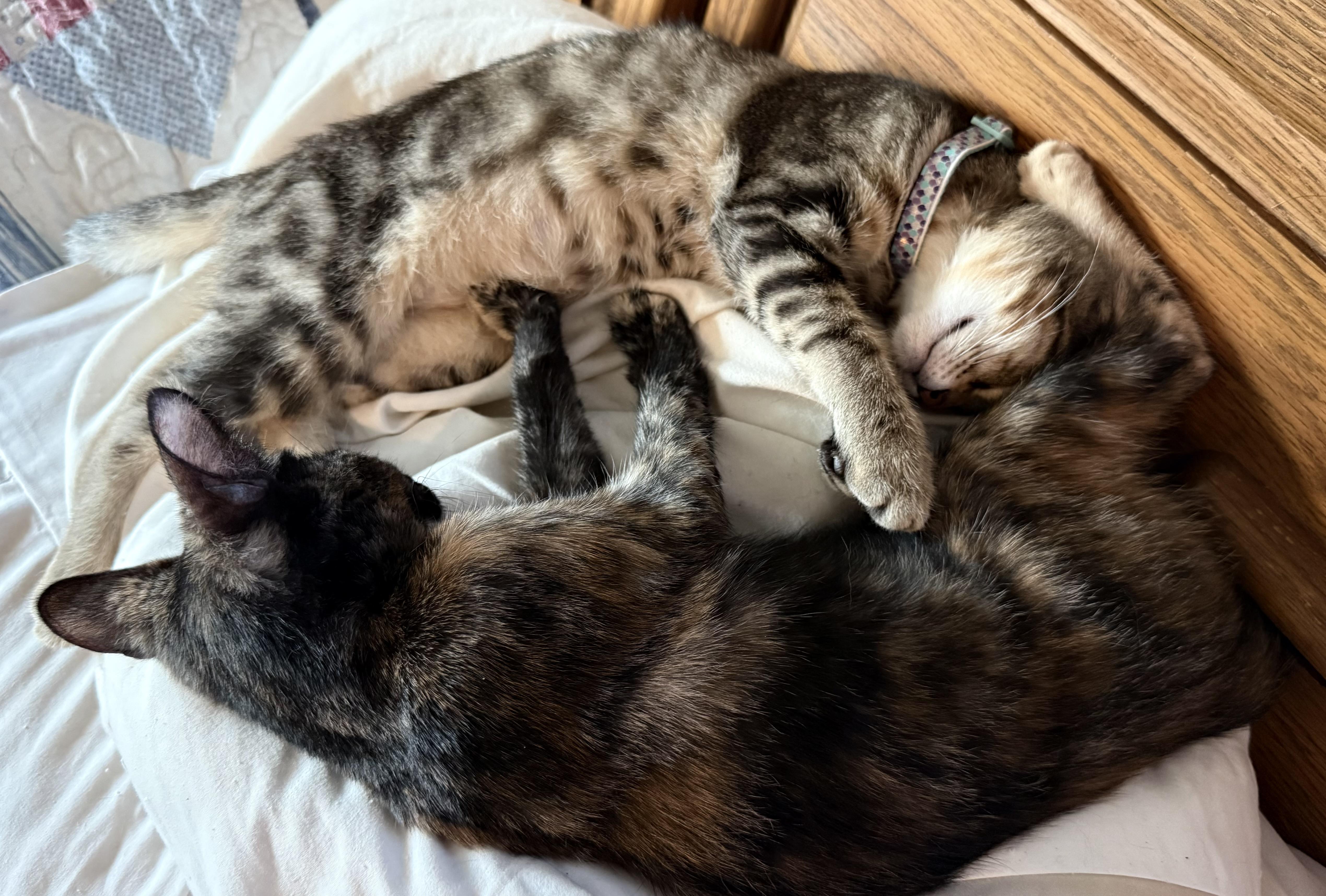 MILLIE, a Adoptable mixed breed in Houston, TX image 3/5