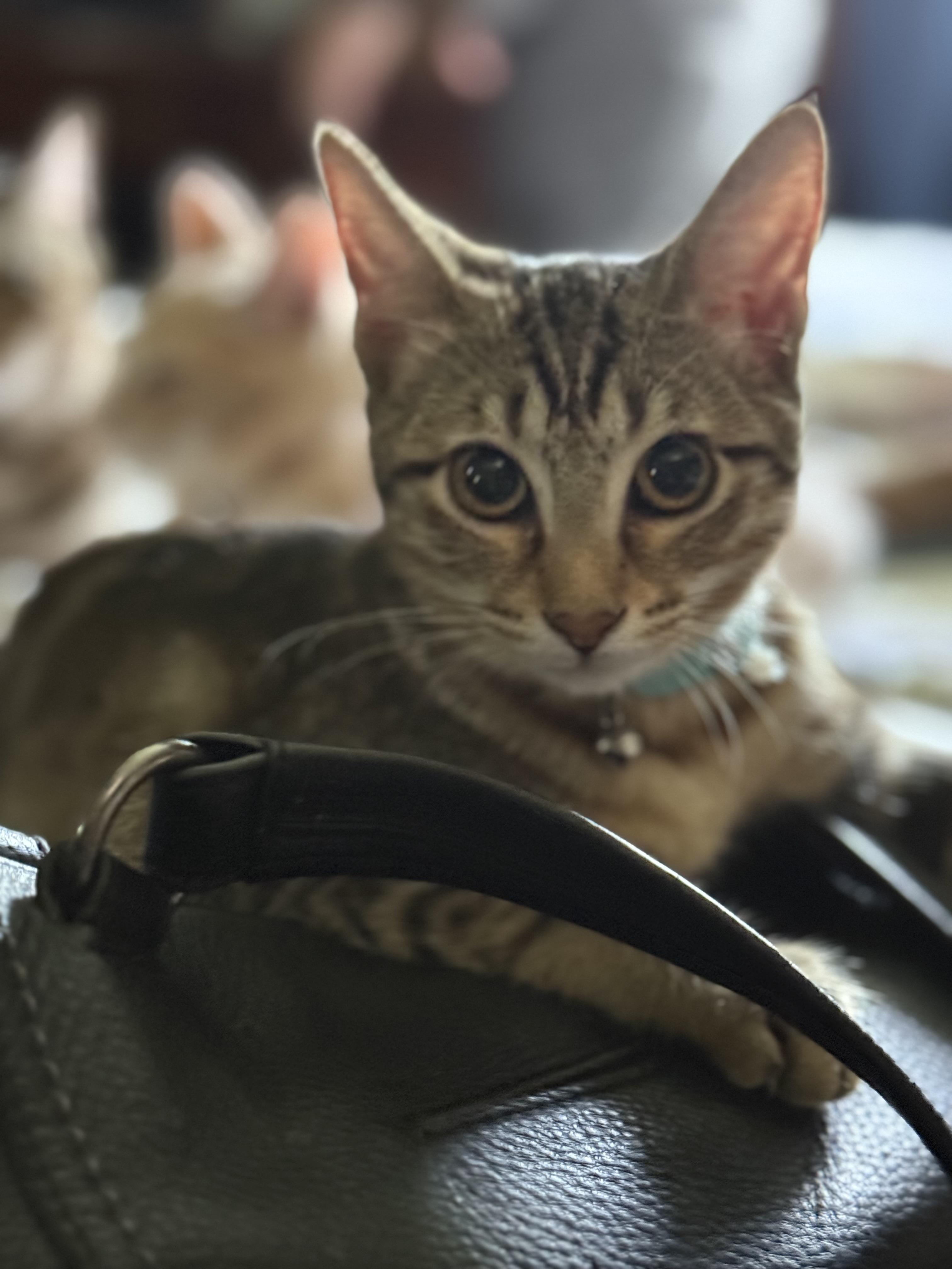 MILLIE, a Adoptable mixed breed in Houston, TX image 5/5