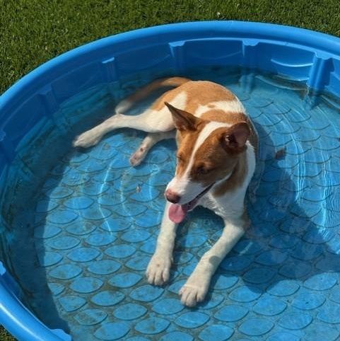 Django, a Adoptable mixed breed in Williston, VT image 4/6