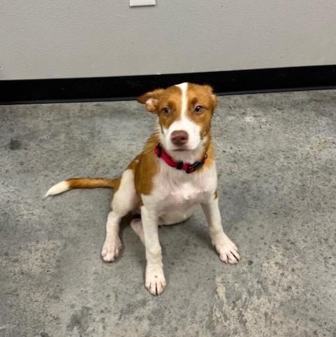 Django, a Adoptable mixed breed in Williston, VT image 3/6