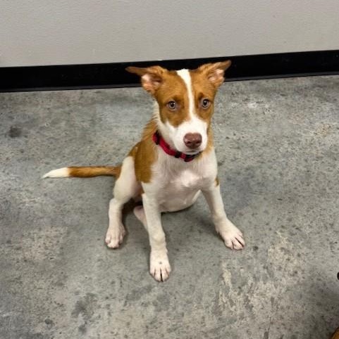 Django, a Adoptable mixed breed in Williston, VT image 2/6