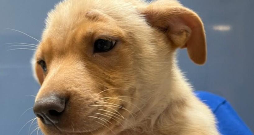 Chickadee, Baby Male Mixed Breed