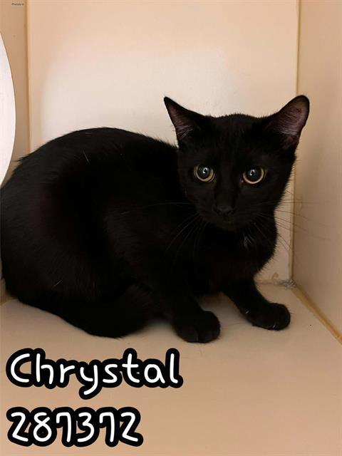CHRYSTAL, Adoptable, Young Female Domestic Short Hair.