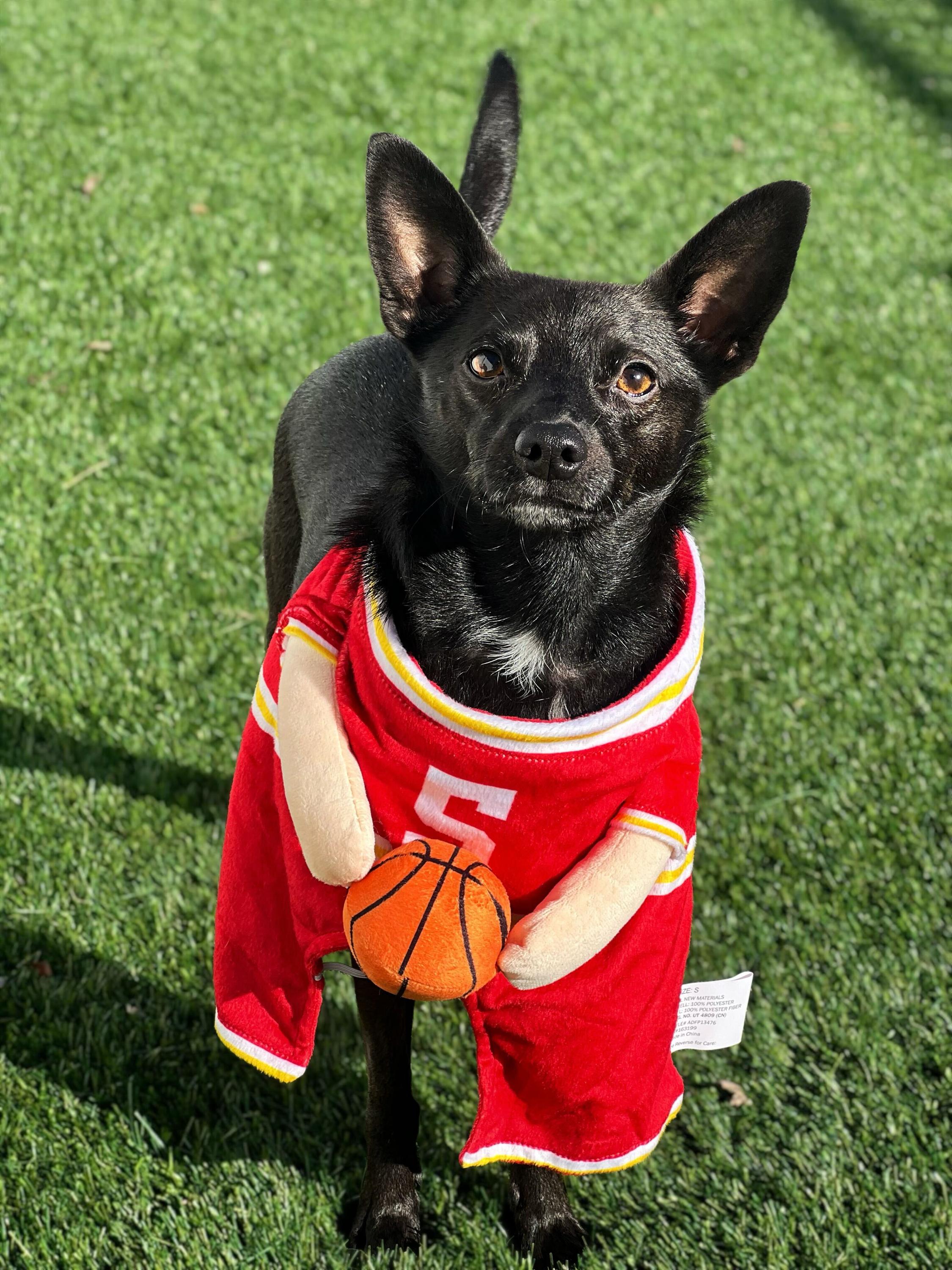 Enlarge Marty, a Adoptable mixed breed in O'Fallon, MO image 1/1