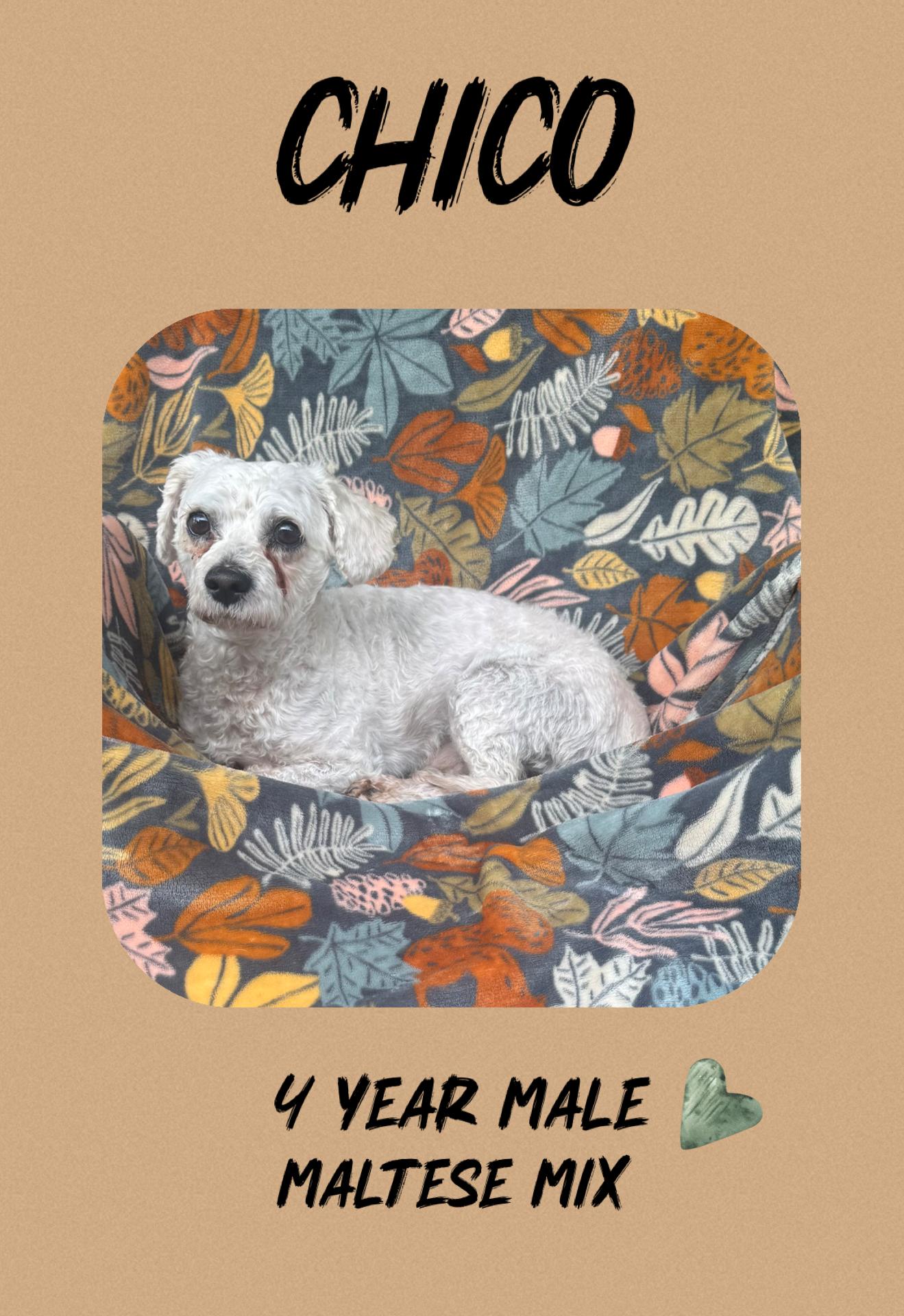 CHICO – 4 YEAR OLD MALE MALTESE POODLE MIX @PETCO, 5011 E. RAY ROAD, PHX 85044 ON SATURDAY, FEB 21, adopted, Adult Male Maltese & Poodle (Toy).