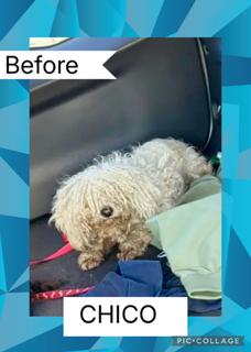 Enlarge CHICO  – 4  YEAR OLD MALE MALTESE POODLE MIX @PETCO, 5011 E. RAY ROAD, PHX 85044 ON SATURDAY, FEB 21, an adopted mixed breed in Mesa, AZ image 2/3