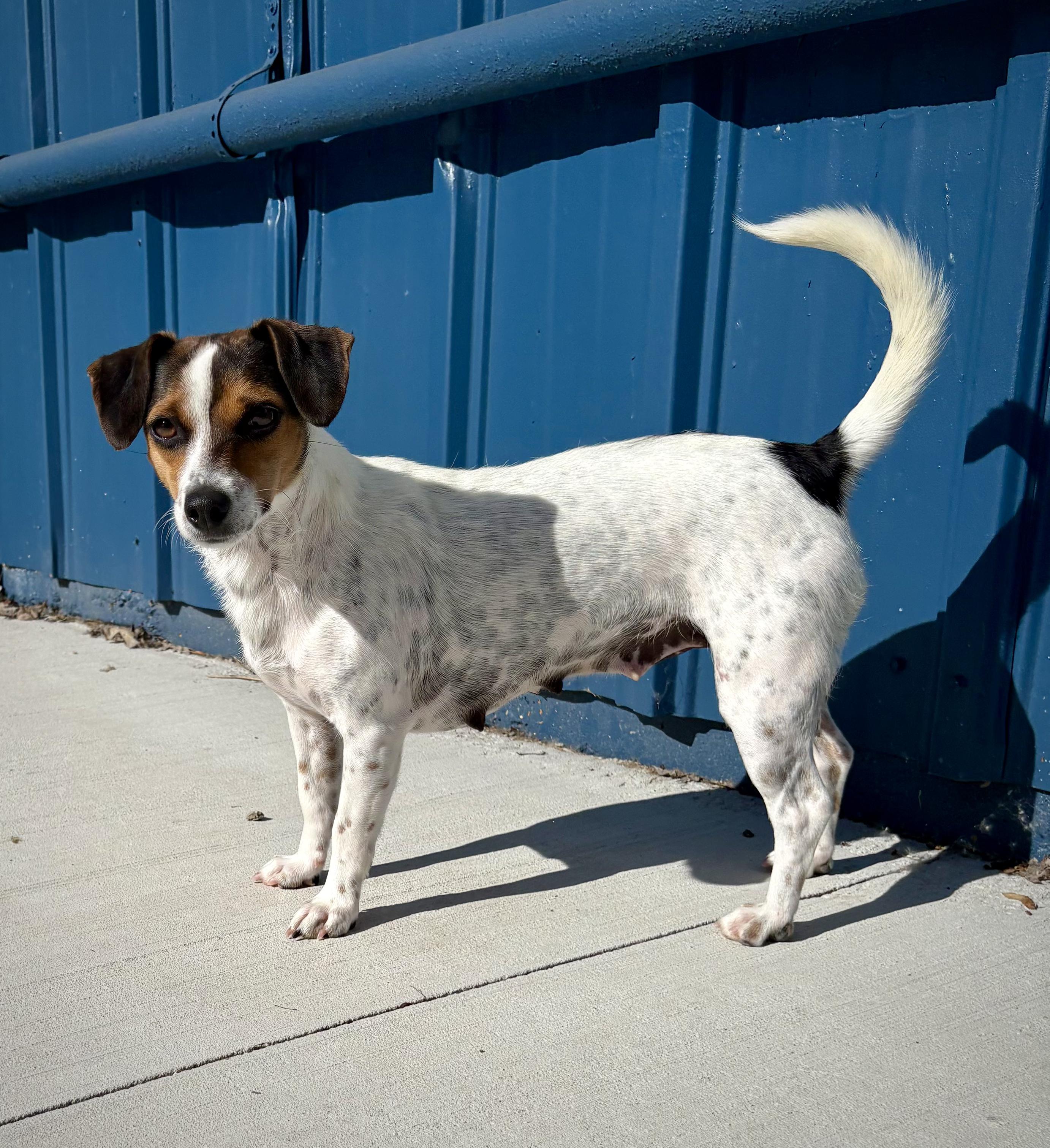 Enlarge Skeeter, a ADOPTABLE mixed breed in Kalamazoo, MI image 1/6
