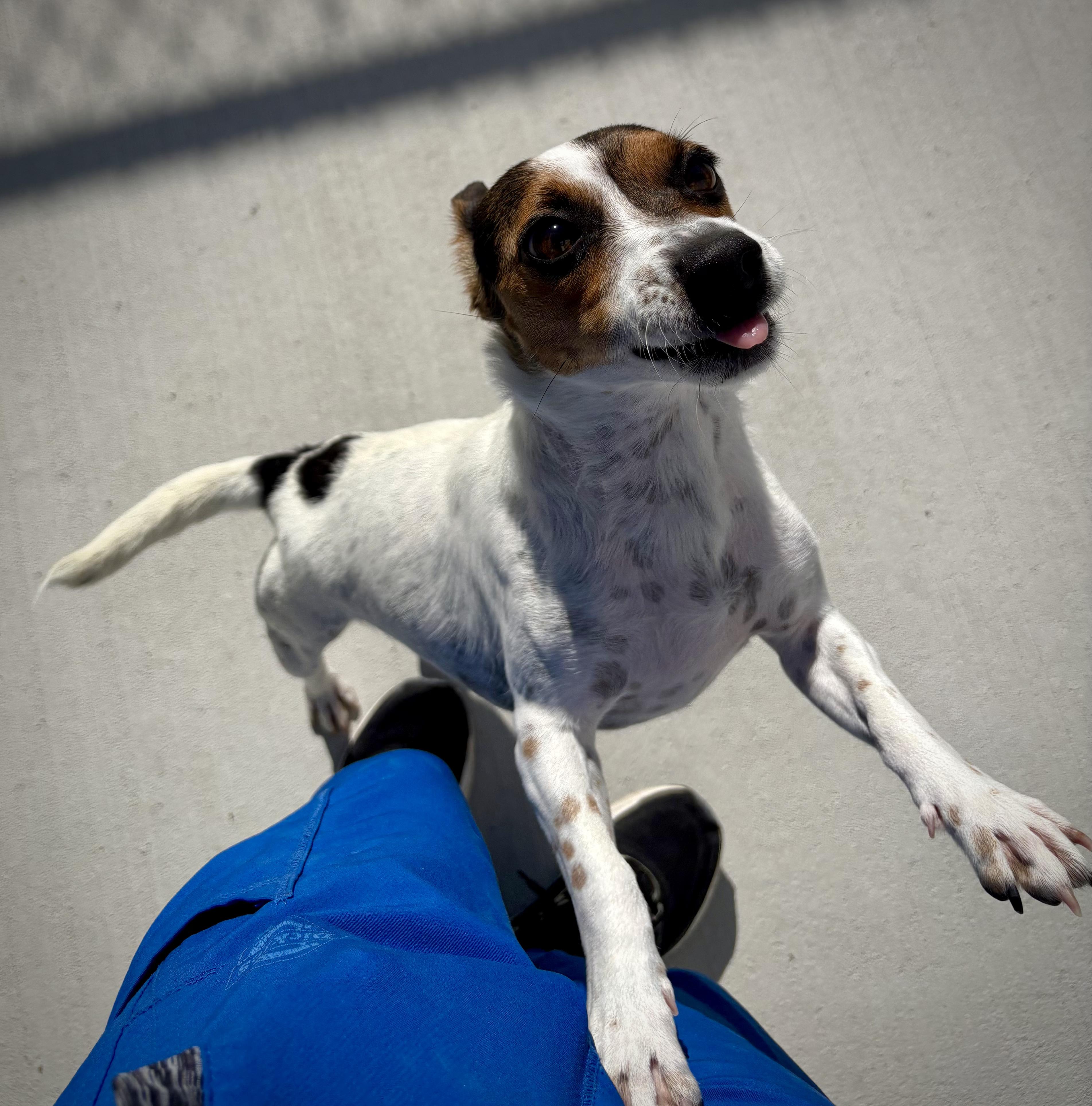 Enlarge Skeeter, a ADOPTABLE mixed breed in Kalamazoo, MI image 3/6