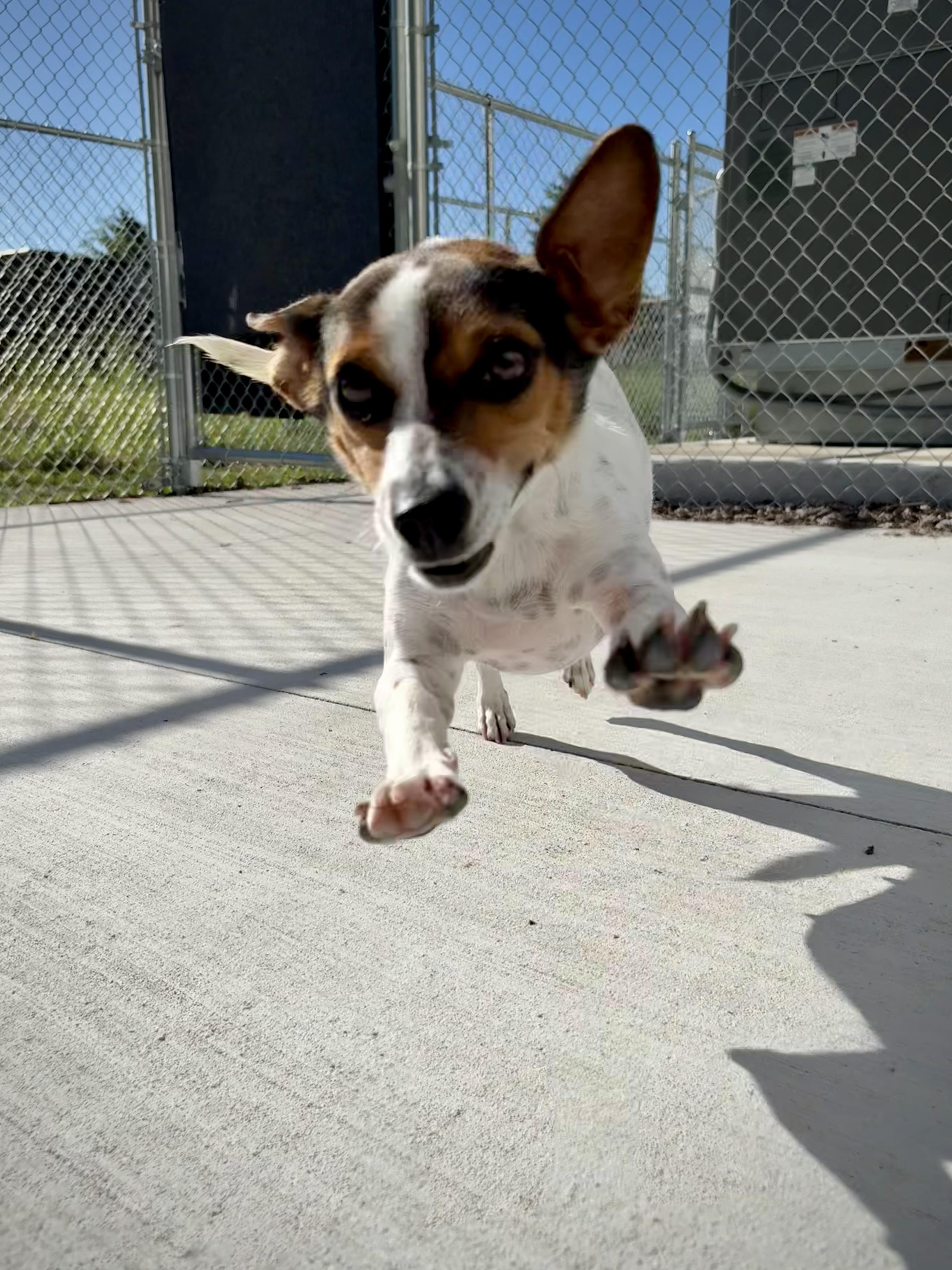 Enlarge Skeeter, a ADOPTABLE mixed breed in Kalamazoo, MI image 6/6