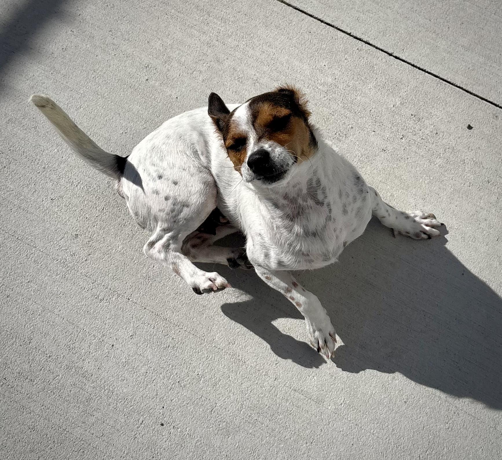 Enlarge Skeeter, a ADOPTABLE mixed breed in Kalamazoo, MI image 2/6