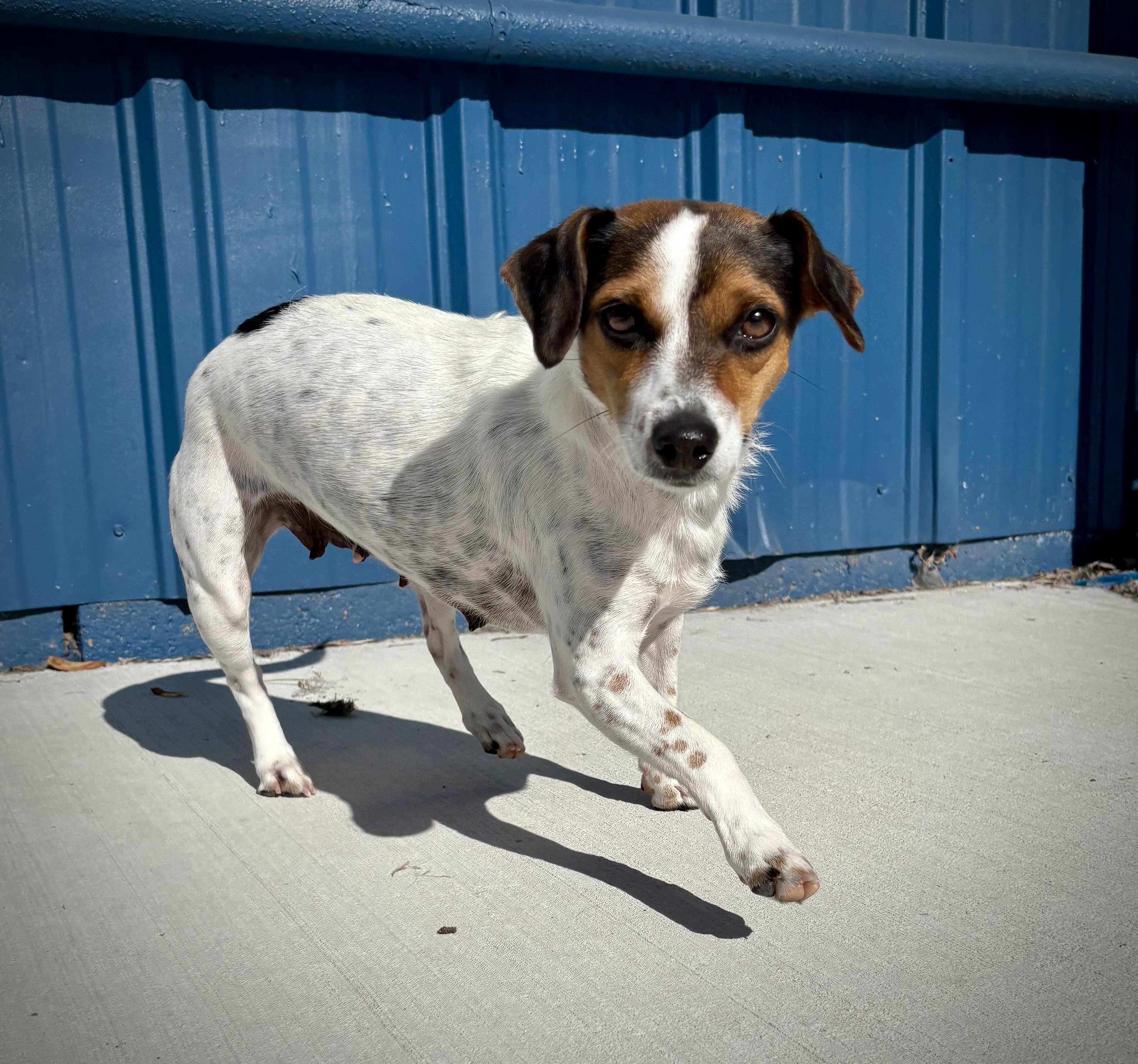 Enlarge Skeeter, a ADOPTABLE mixed breed in Kalamazoo, MI image 5/6