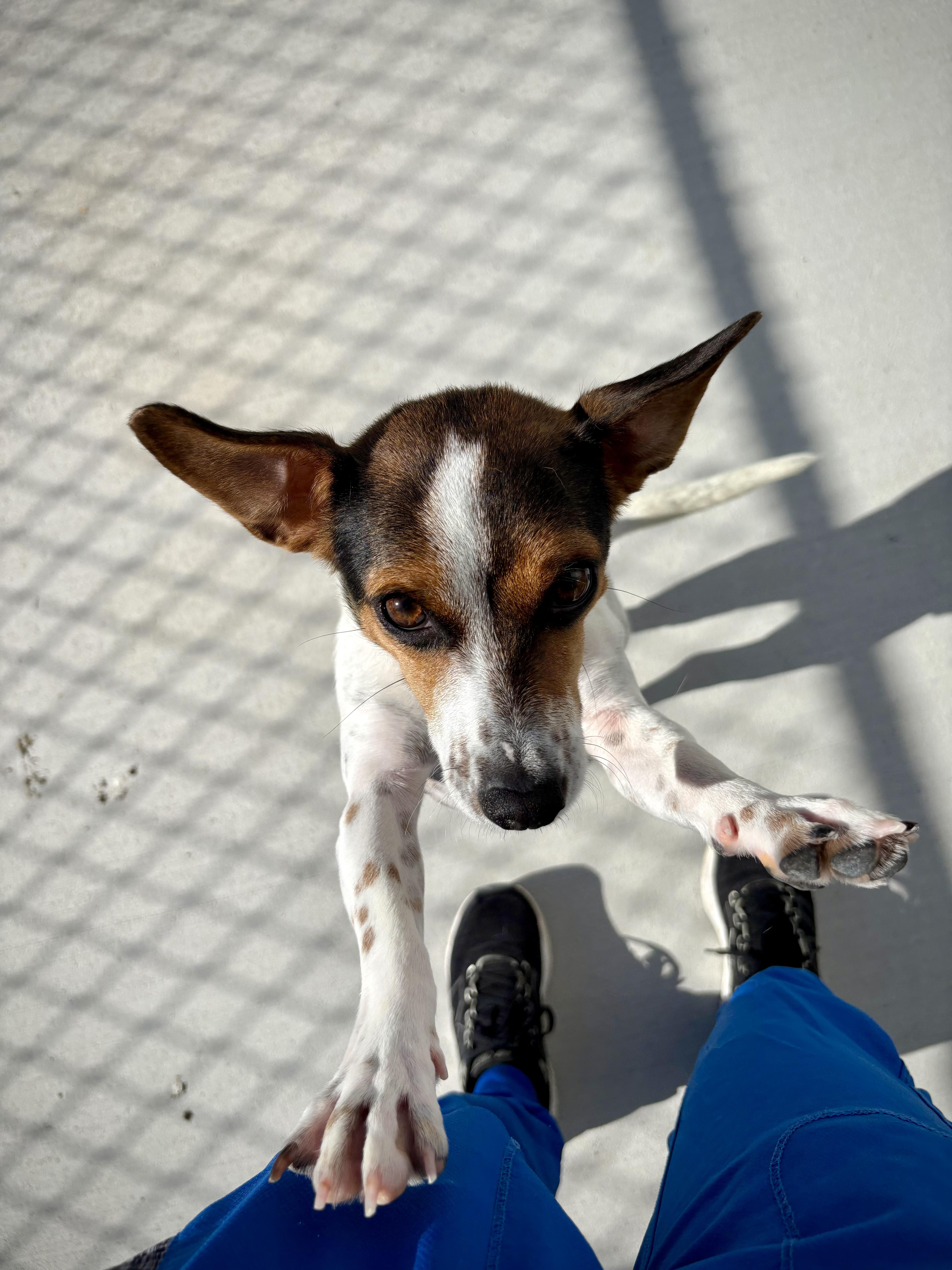 Enlarge Skeeter, a ADOPTABLE mixed breed in Kalamazoo, MI image 4/6