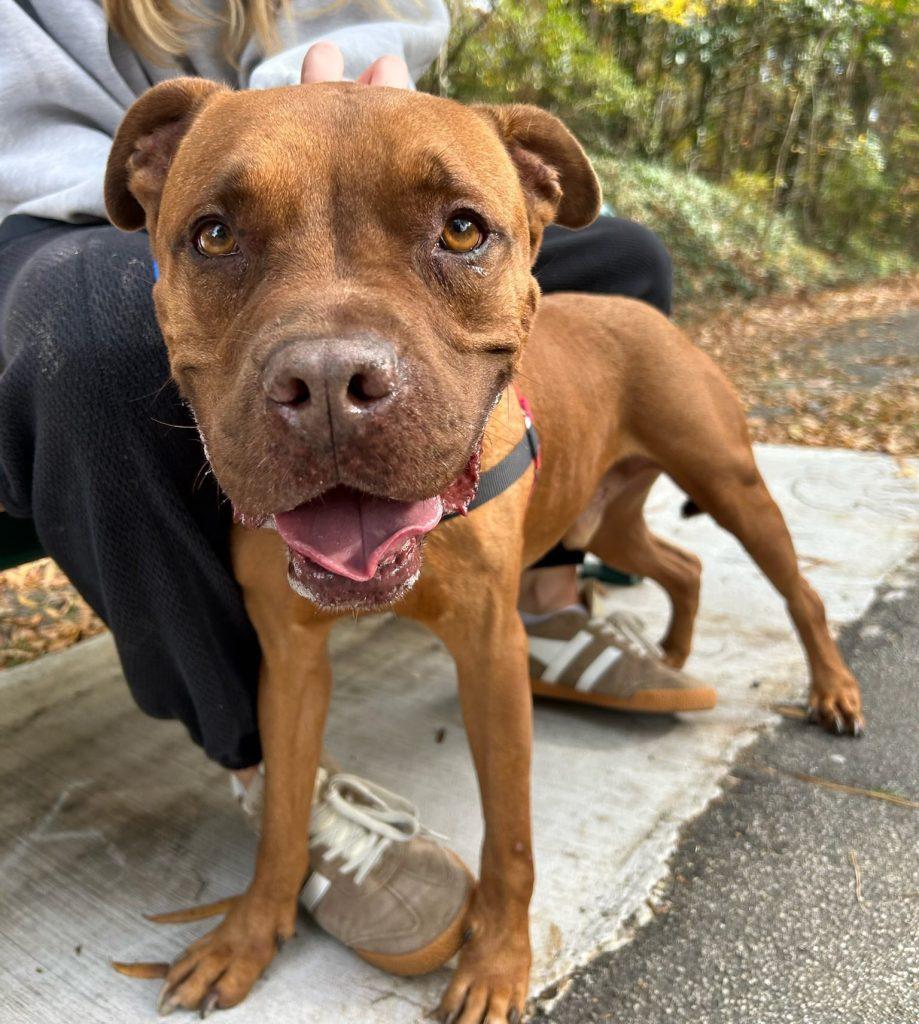 Spice Muffin, Adoptable, Senior Male Mixed Breed.