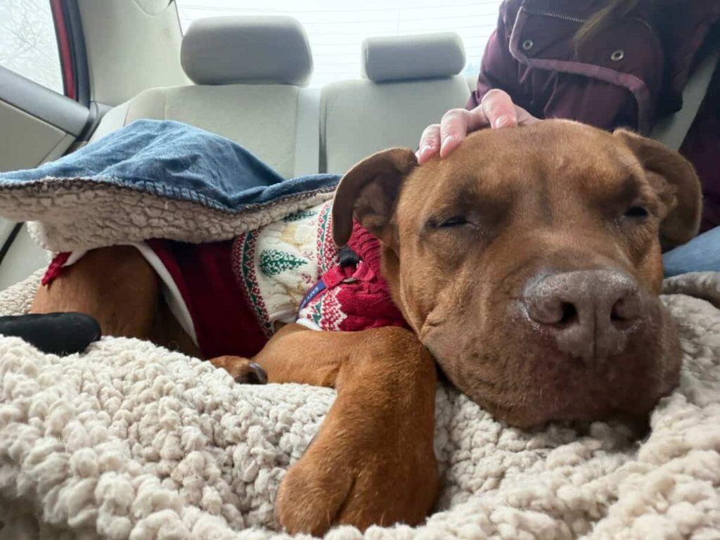 Enlarge Spice Muffin, a Adoptable Mixed Breed in Durham, NC image 2/3