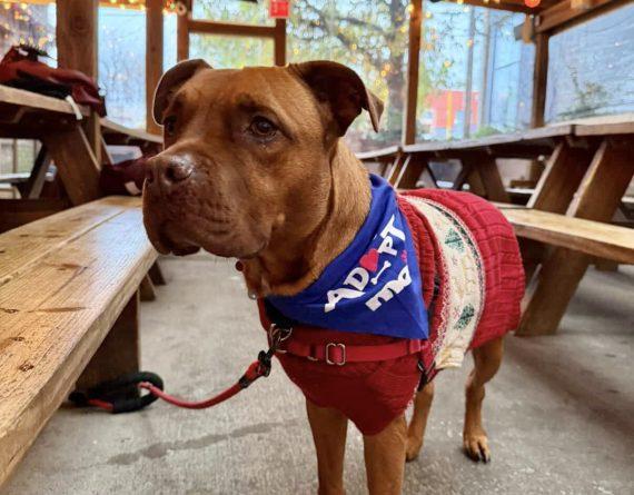 Enlarge Spice Muffin, a Adoptable Mixed Breed in Durham, NC image 3/3