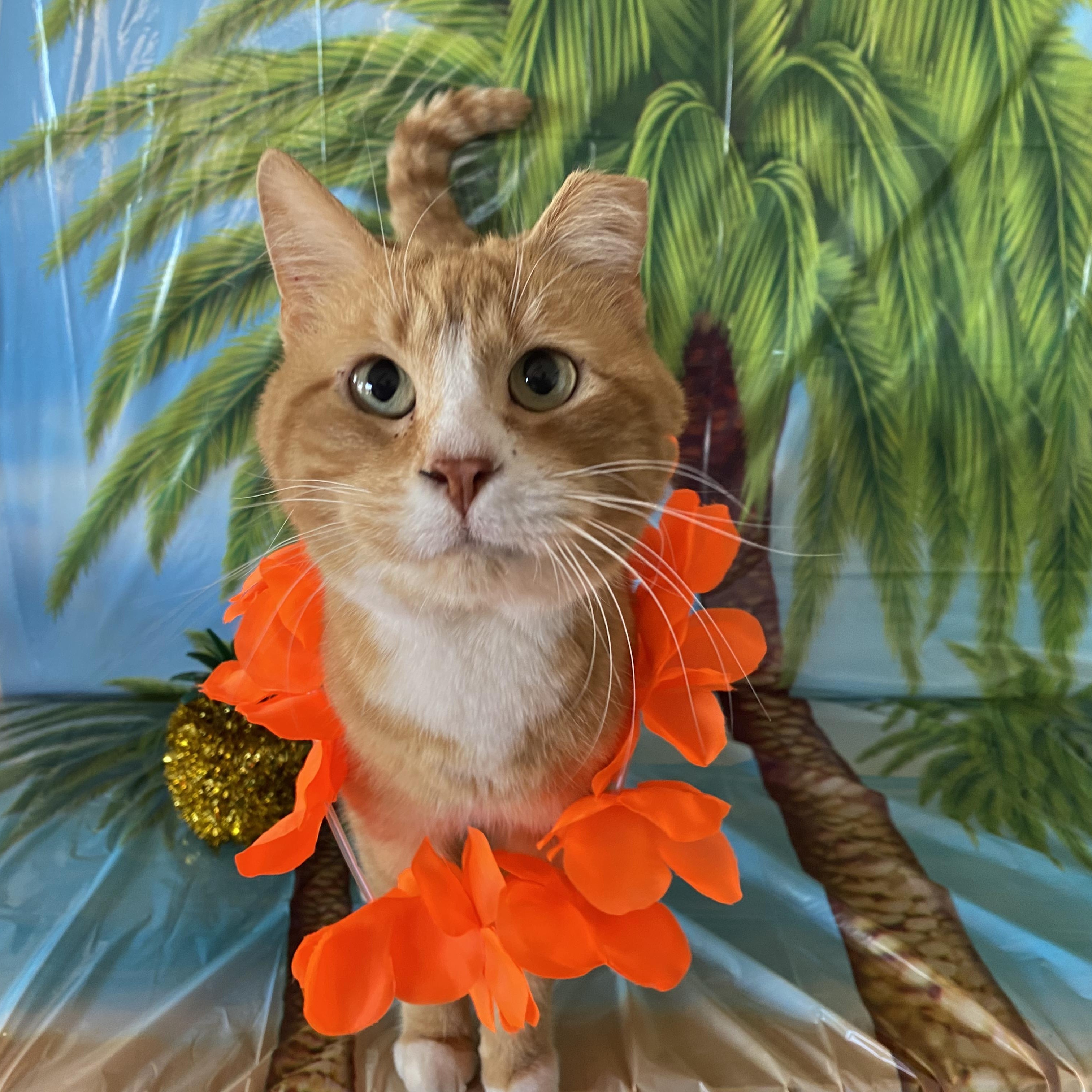 Enlarge Georgie, a Adopted Domestic Short Hair in Las Cruces, NM image 1/3