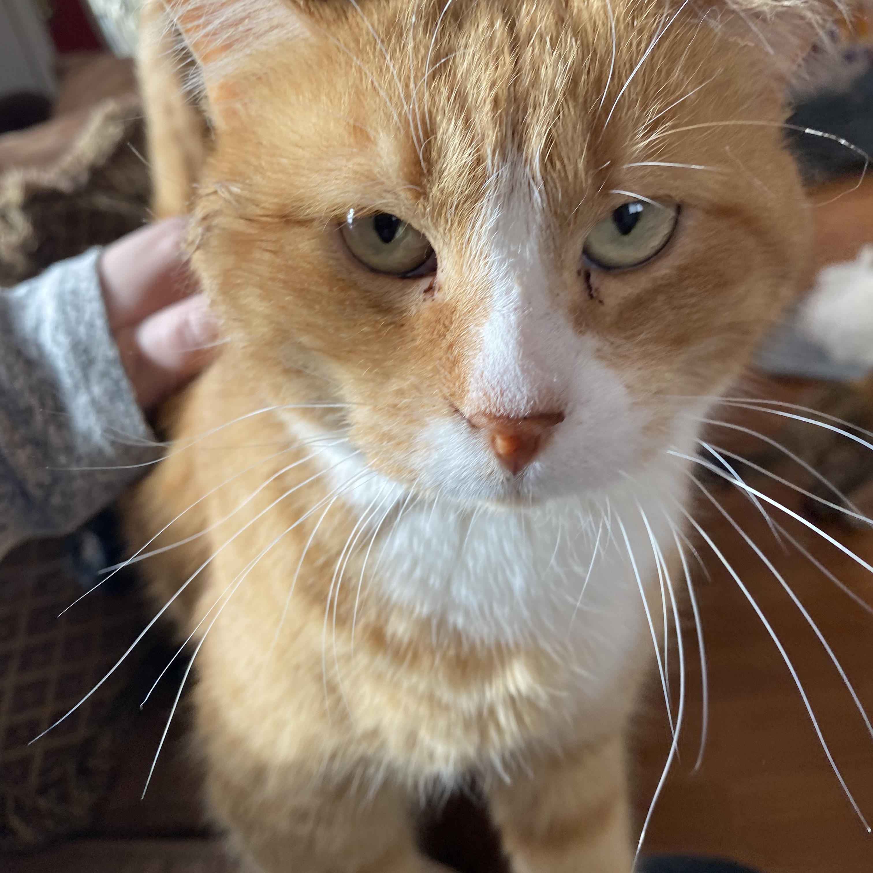 Enlarge Georgie, a Adopted Domestic Short Hair in Las Cruces, NM image 2/3