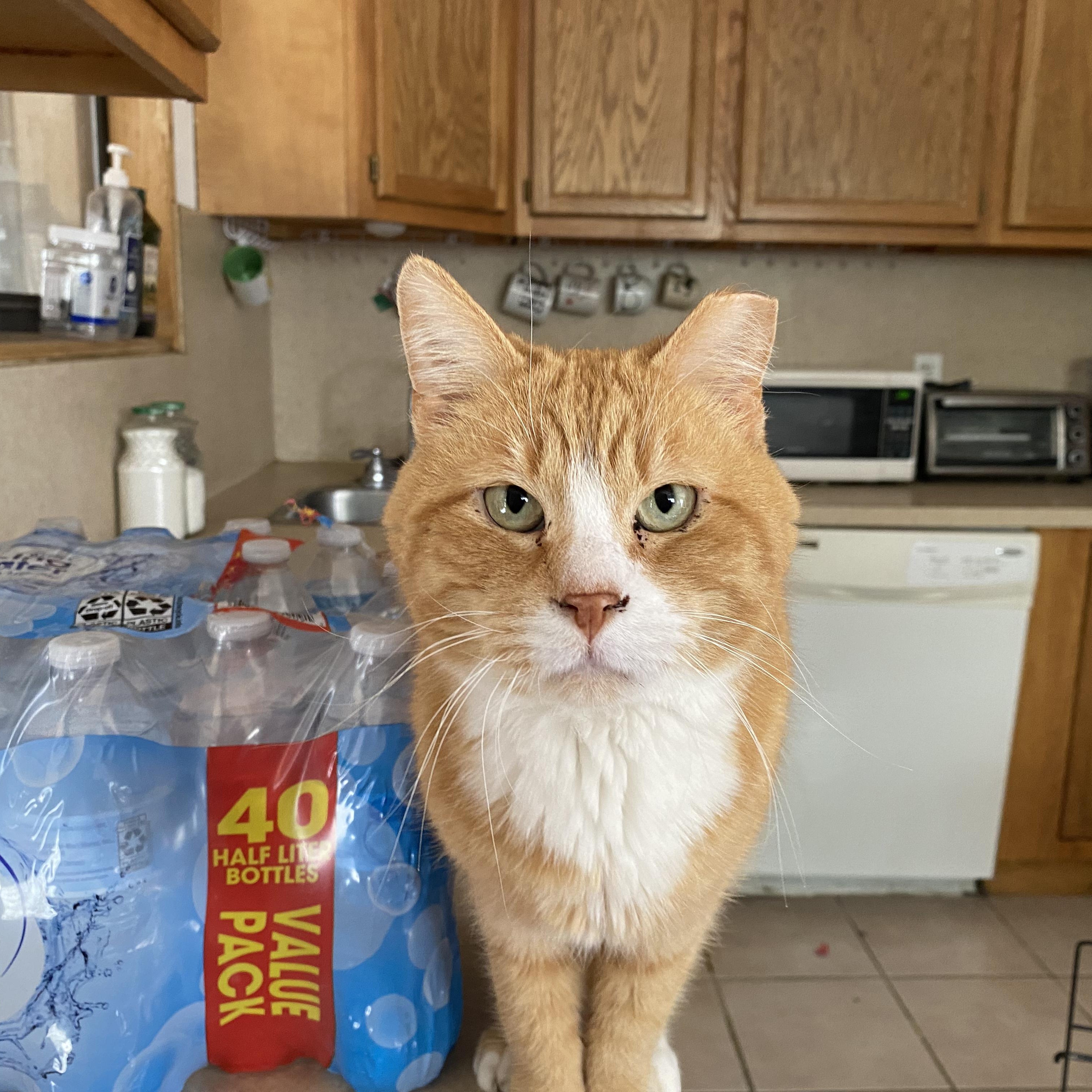 Enlarge Georgie, a Adopted Domestic Short Hair in Las Cruces, NM image 3/3