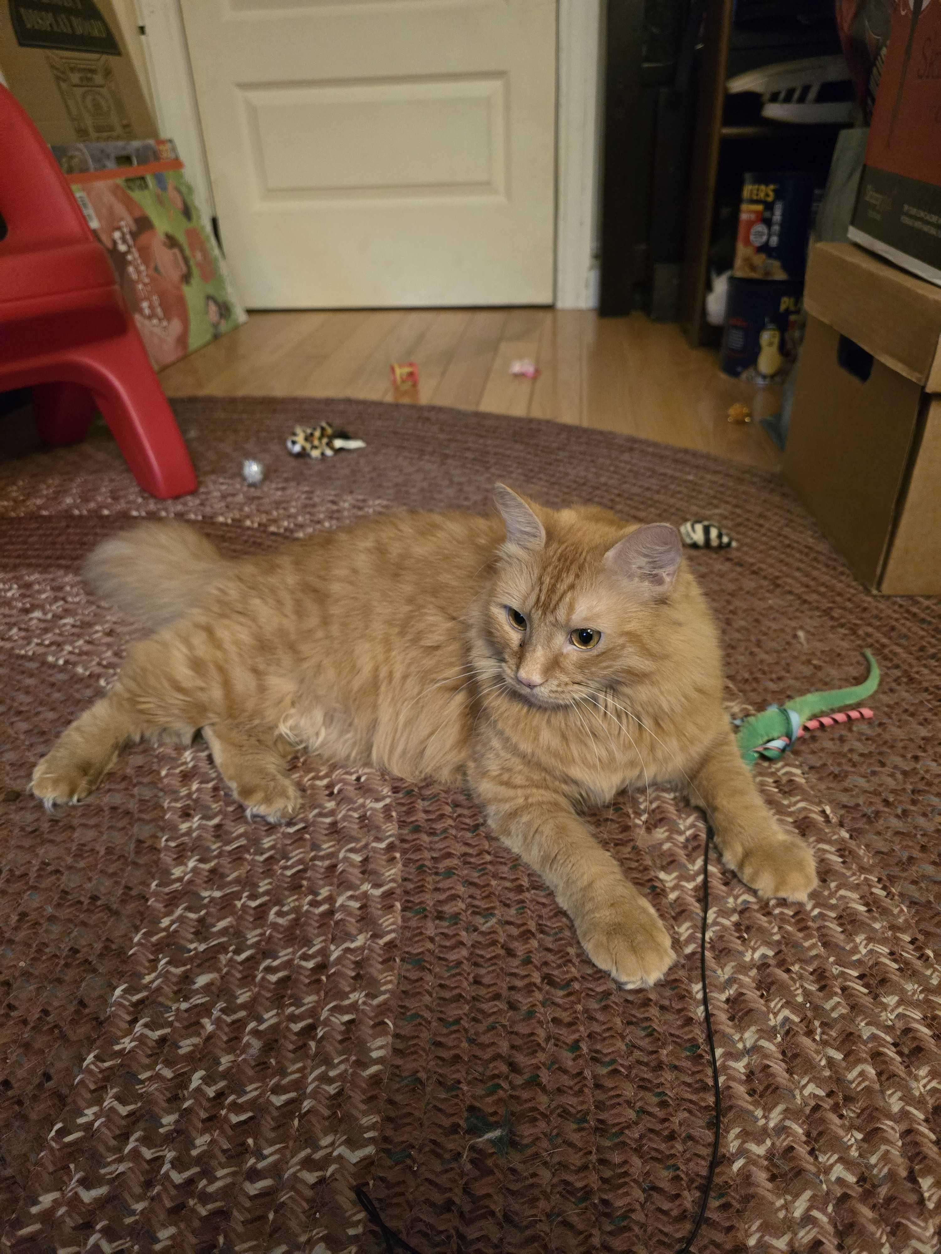 Peanut, a Adoptable Domestic Medium Hair in Acushnet, MA image 1/6