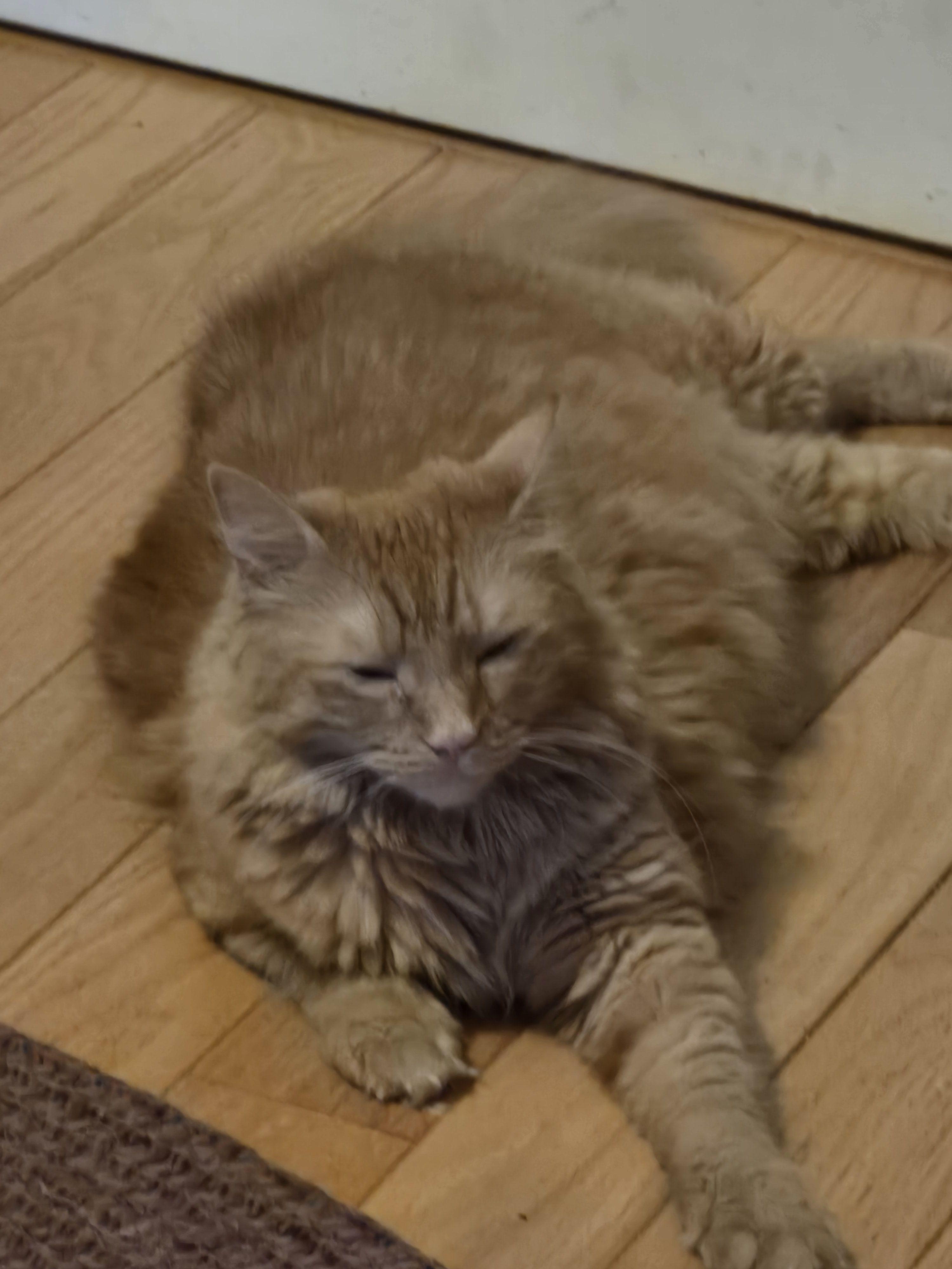 Peanut, a Adoptable Domestic Medium Hair in Acushnet, MA image 2/6