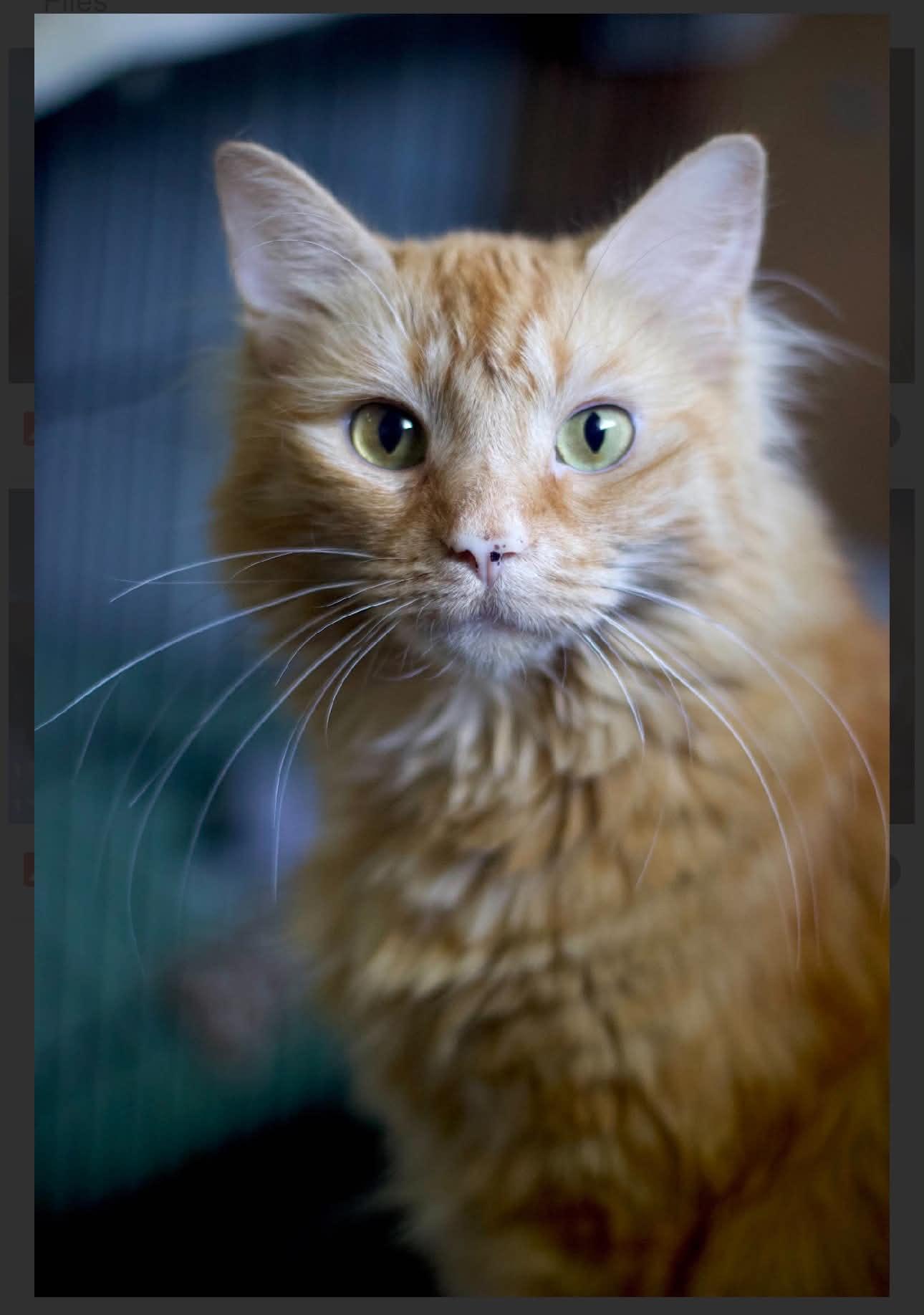 Peanut, a Adoptable Domestic Medium Hair in Acushnet, MA image 1/6
