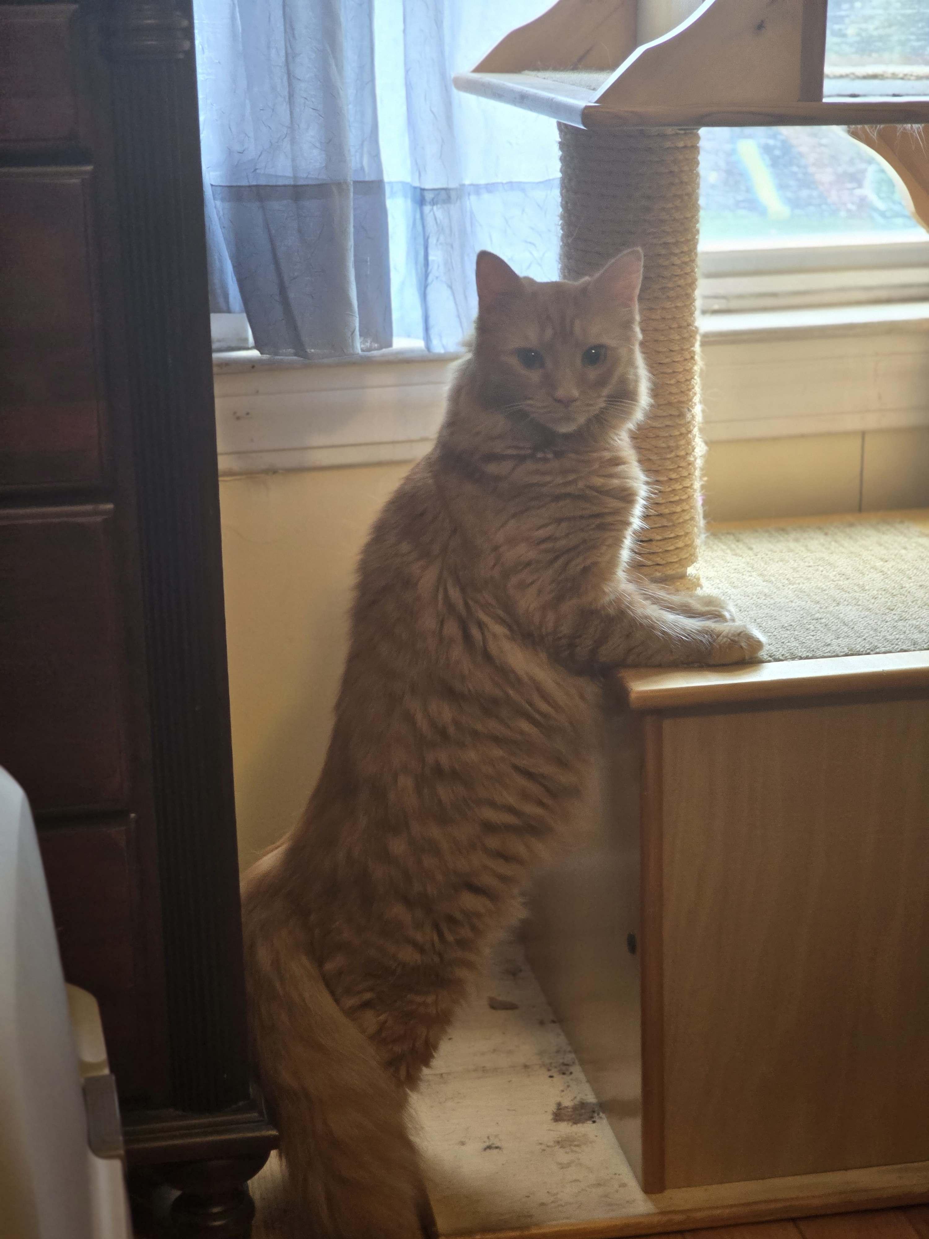Peanut, a Adoptable Domestic Medium Hair in Acushnet, MA image 6/6