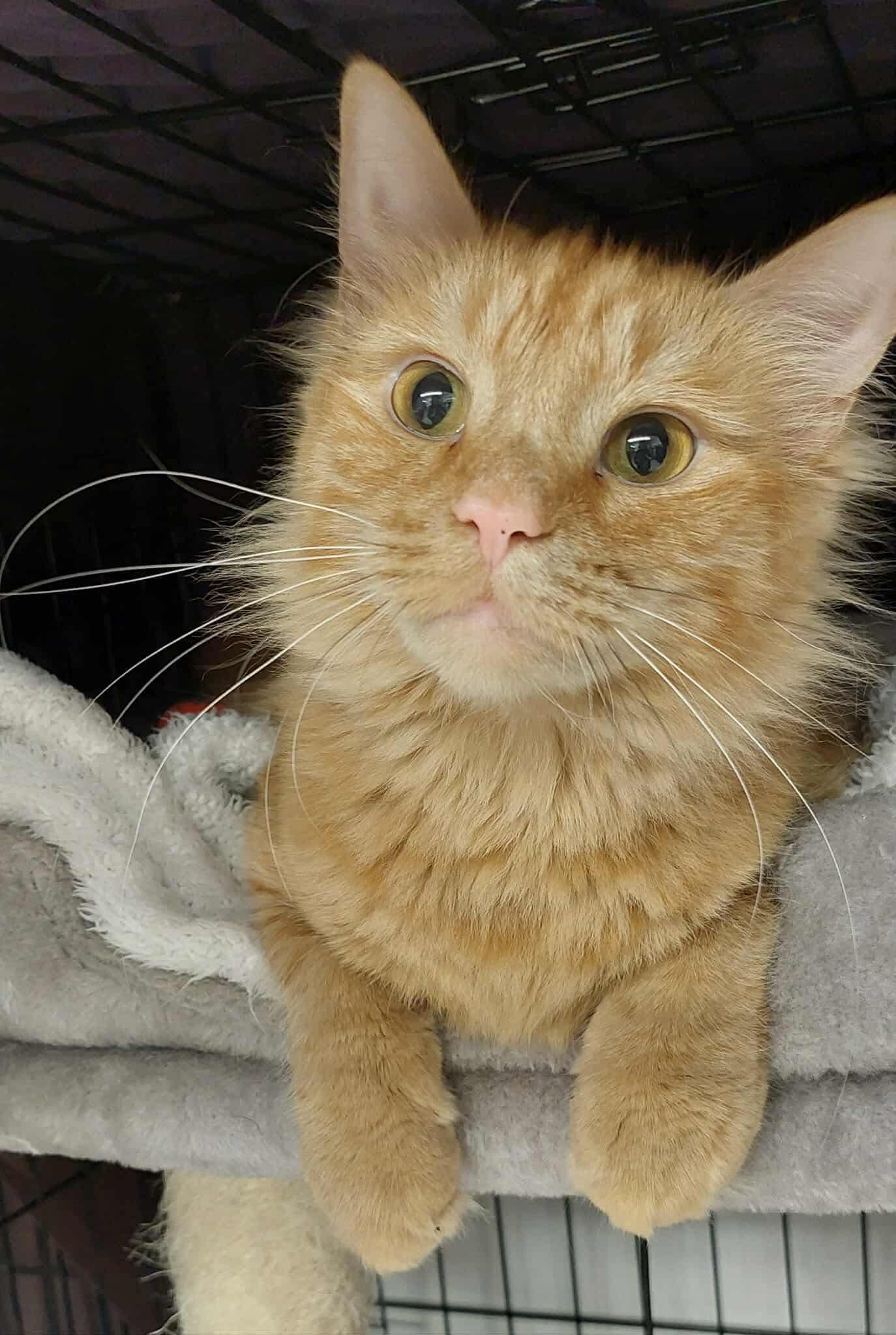 Peanut, a Adoptable Domestic Medium Hair in Acushnet, MA image 2/6