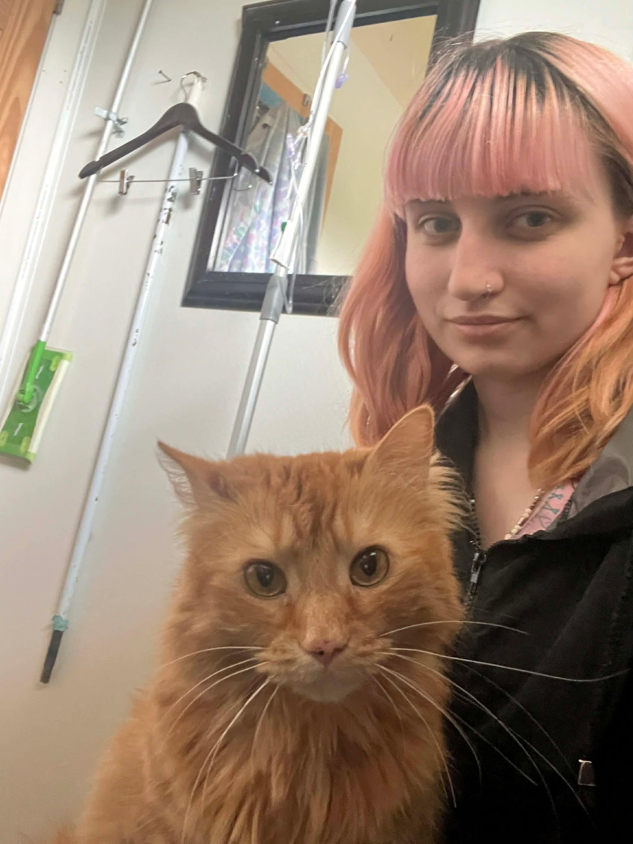 Peanut, a Adoptable Domestic Medium Hair in Acushnet, MA image 6/6